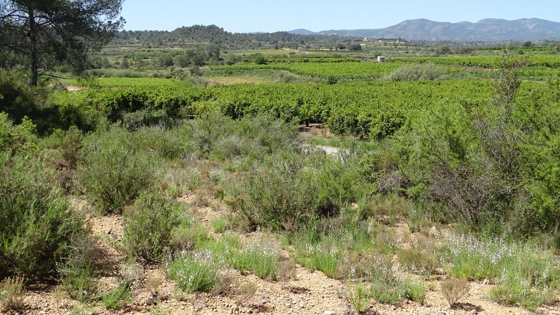 Fincas y solares-Venta-Vilamarxant-2087533-Foto-25