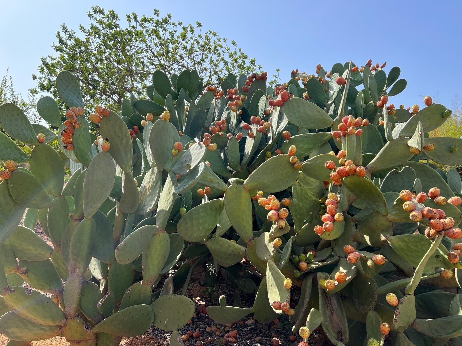 Pisos-Venta-Campos-811542-Foto-36