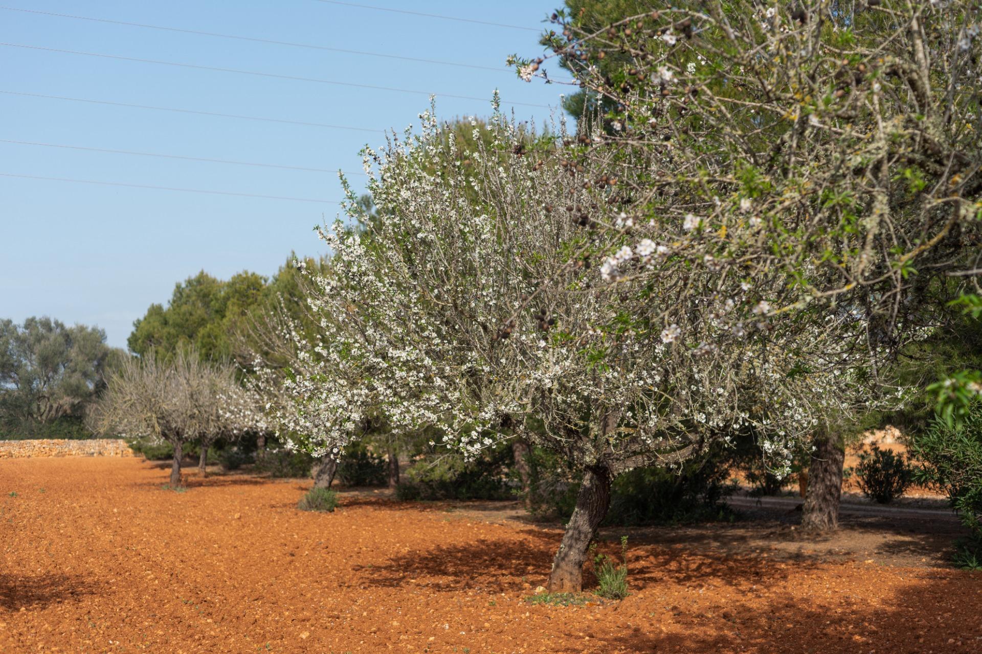 Pisos-Venta-Campos-811542-Foto-38