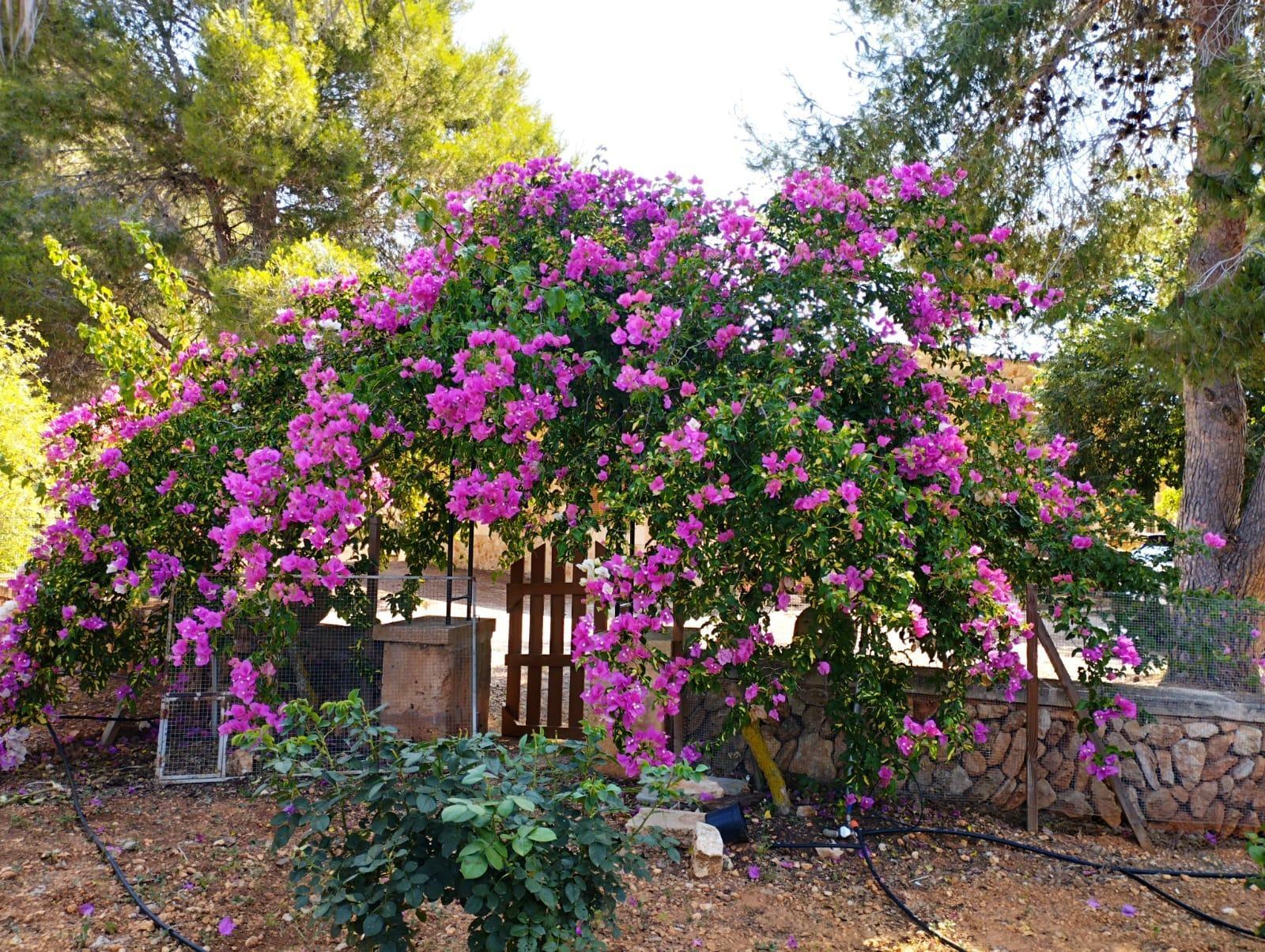 Pisos-Venta-Campos-811542-Foto-41