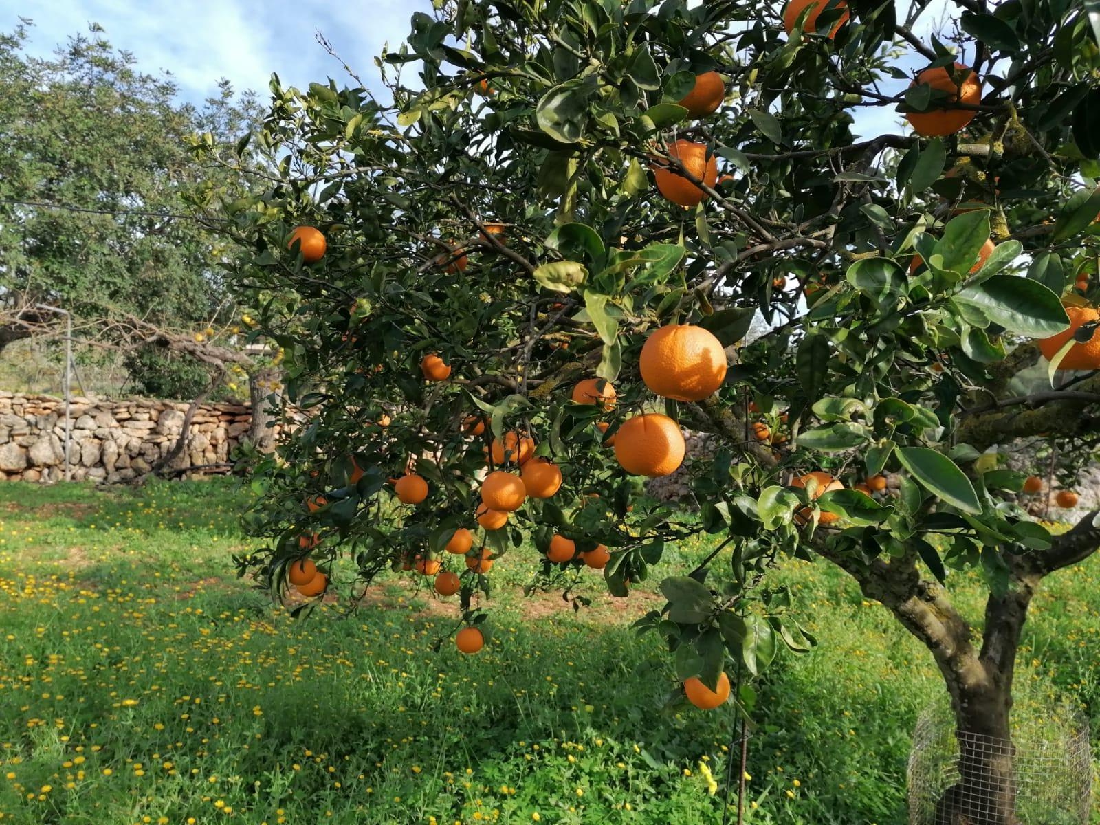 Pisos-Venta-Campos-811542-Foto-45