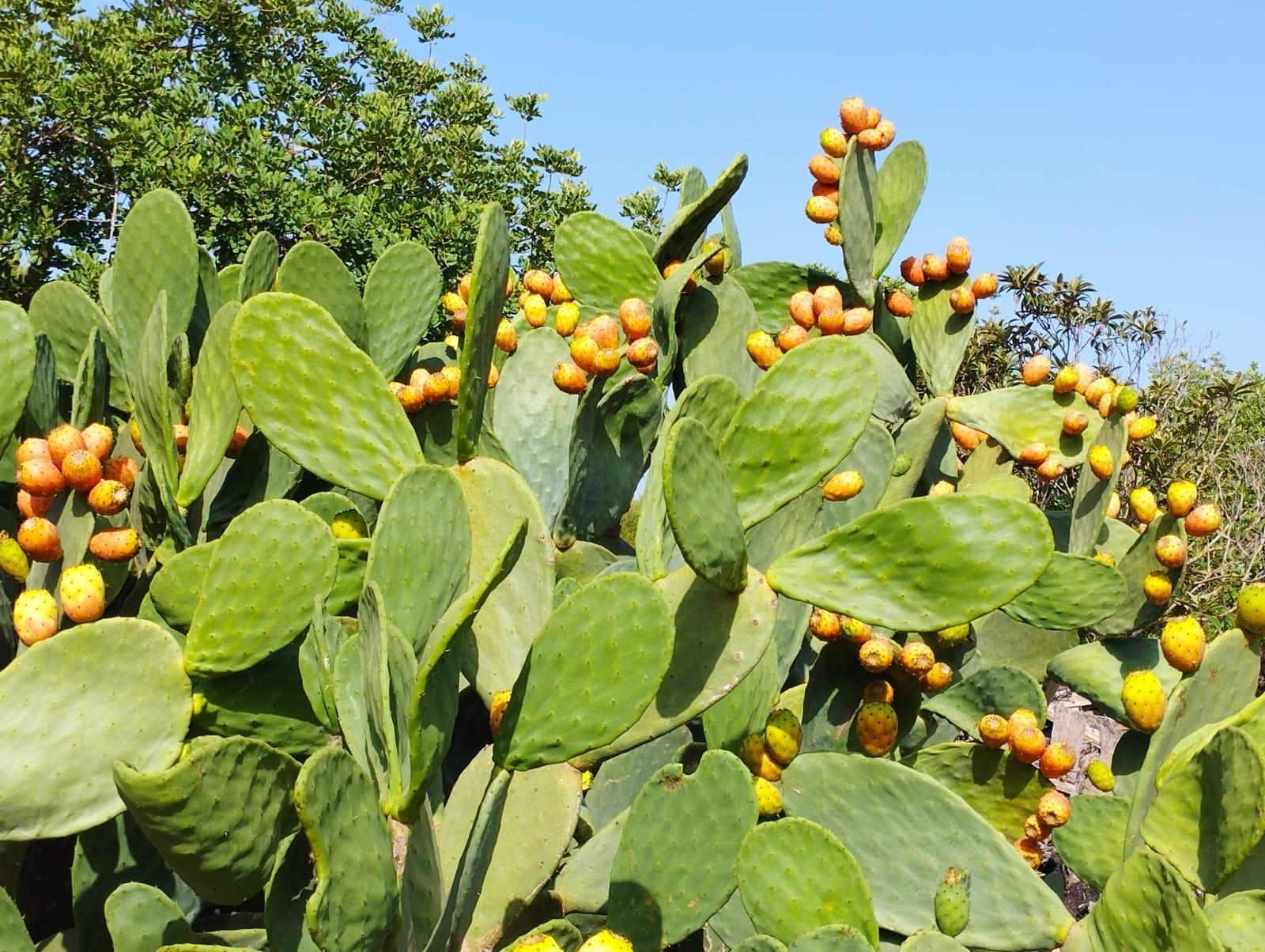 Pisos-Venta-Campos-811542-Foto-44