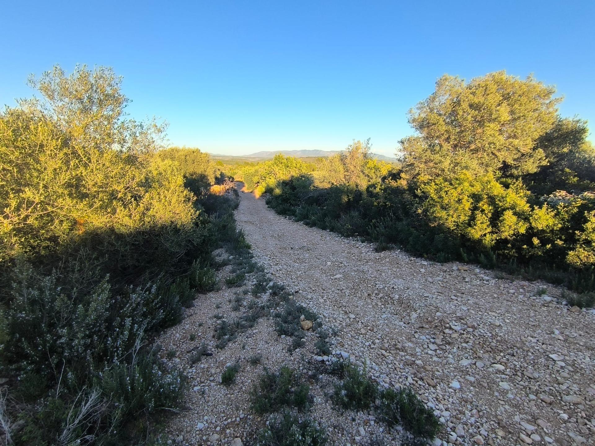 Finca Rústica en Mas de Borrás (Vilanova de Alcolea)