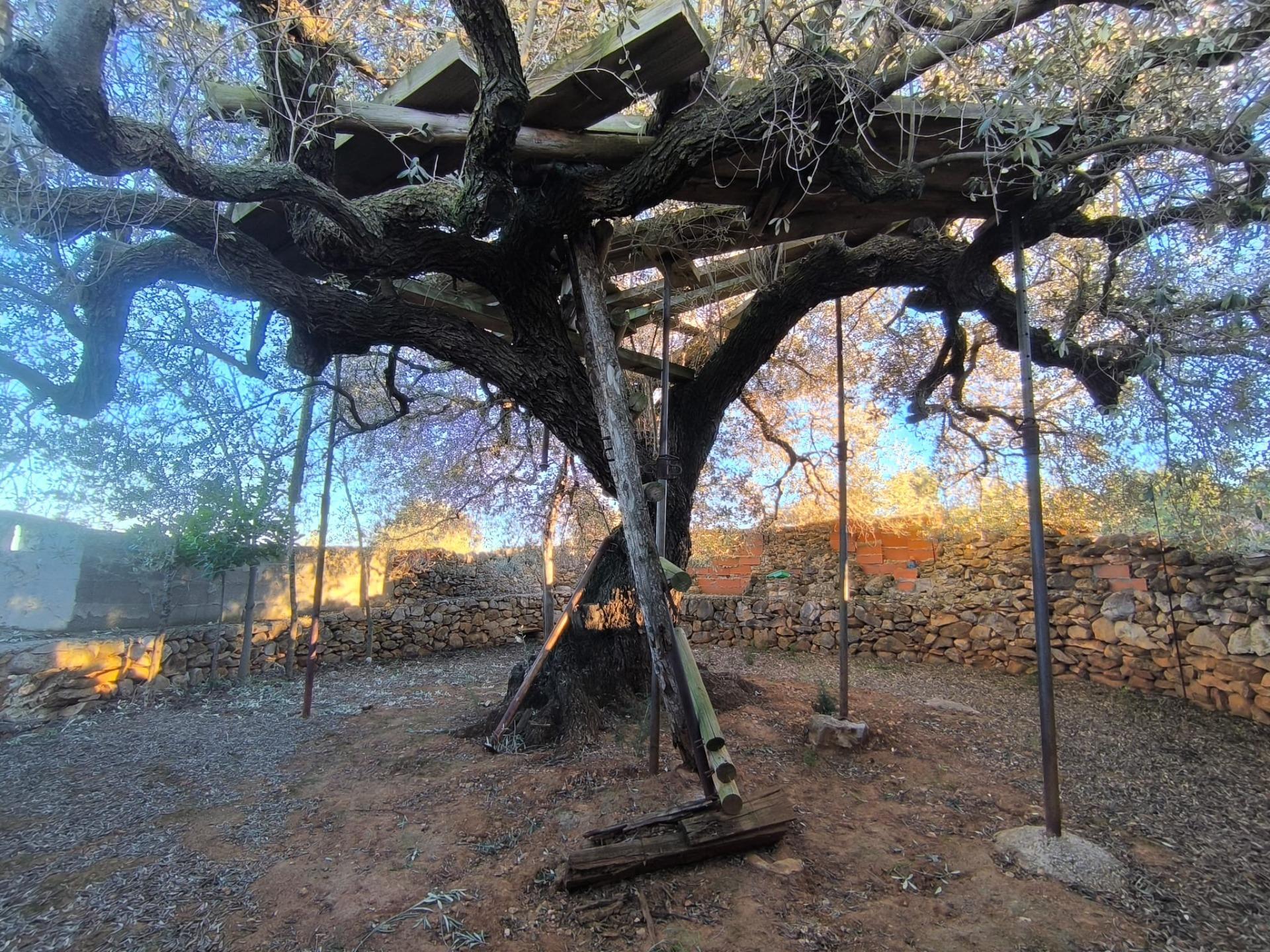 Finca Rústica en Mas de Borrás (Vilanova de Alcolea)