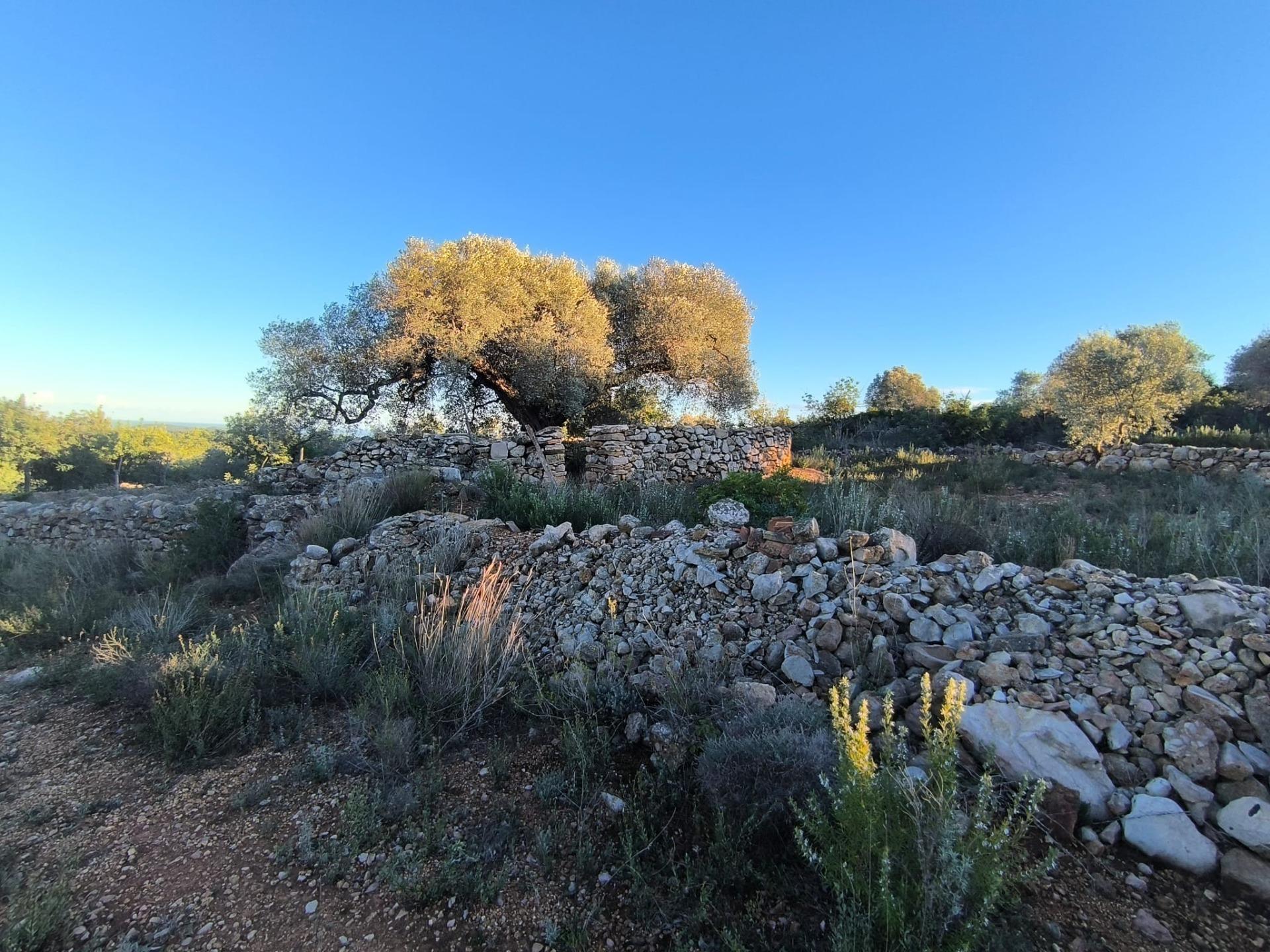 Finca Rústica en Mas de Borrás (Vilanova de Alcolea)