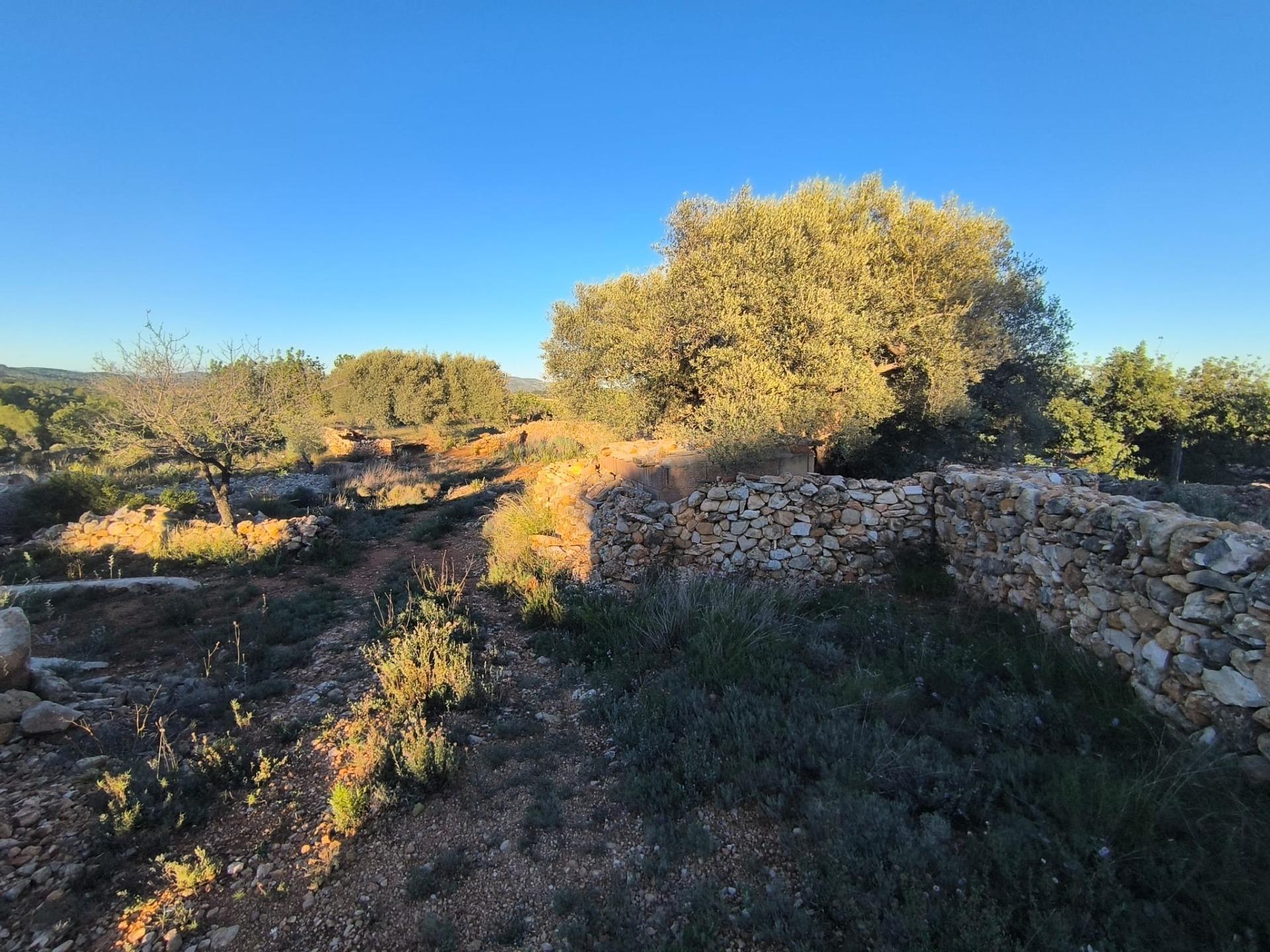 Finca Rústica en Mas de Borrás (Vilanova de Alcolea)