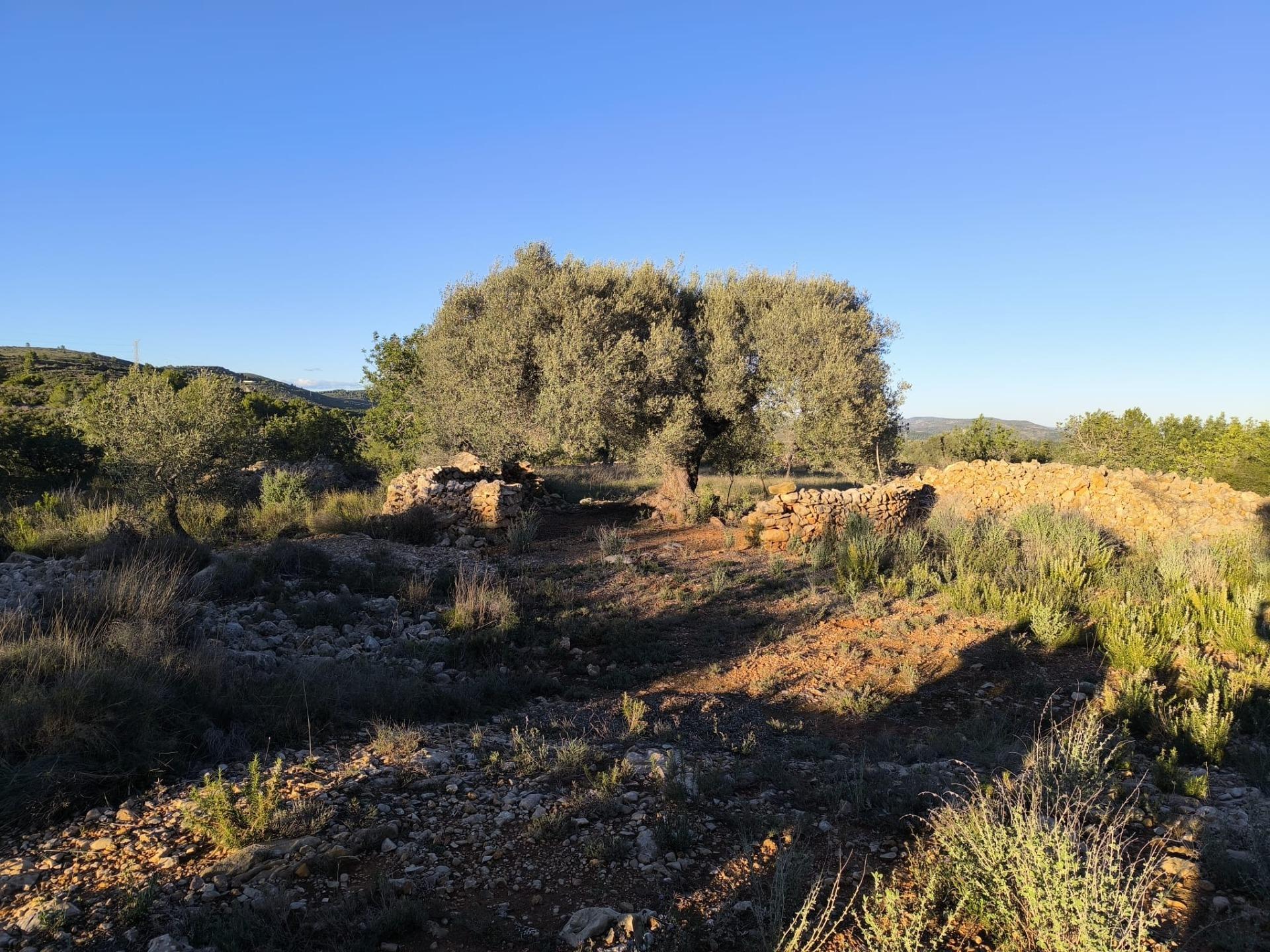Finca Rústica en Mas de Borrás (Vilanova de Alcolea)