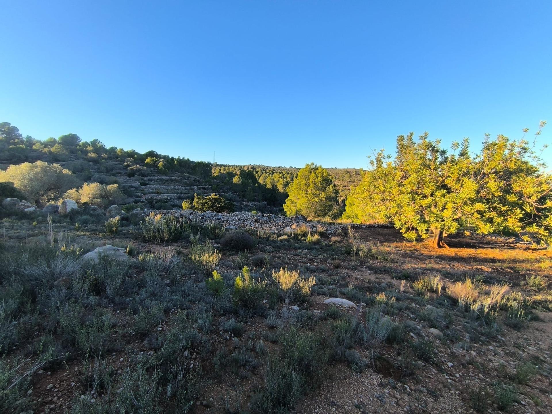 Finca Rústica en Mas de Borrás (Vilanova de Alcolea)