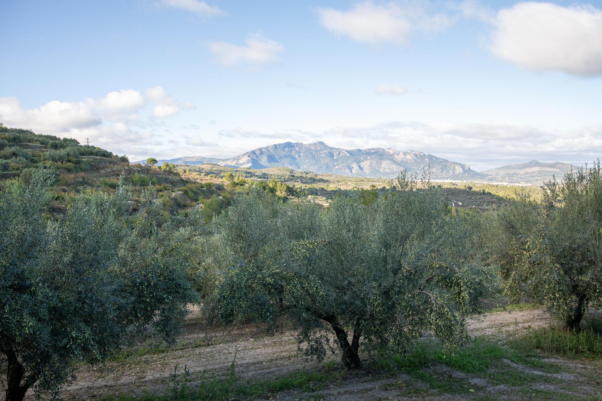 Fabulosa Casa de Pueblo en Entorno Idílico, en Benialfaqui.