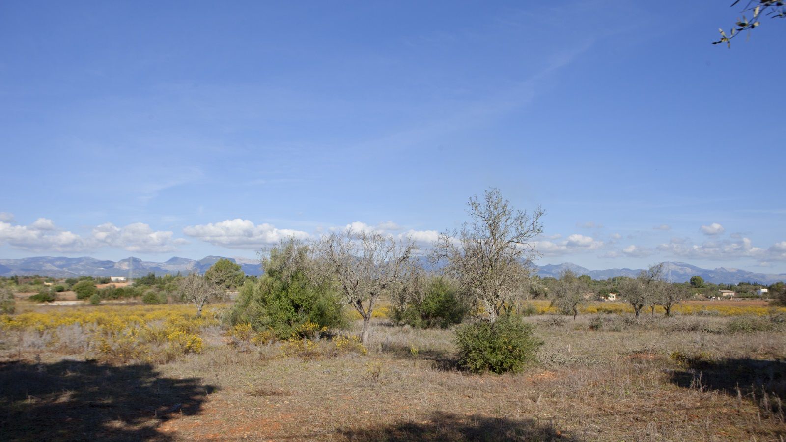 Terreno en Sencelles de 28.000 m2 con licencia de obra y vistas a la Tramuntana