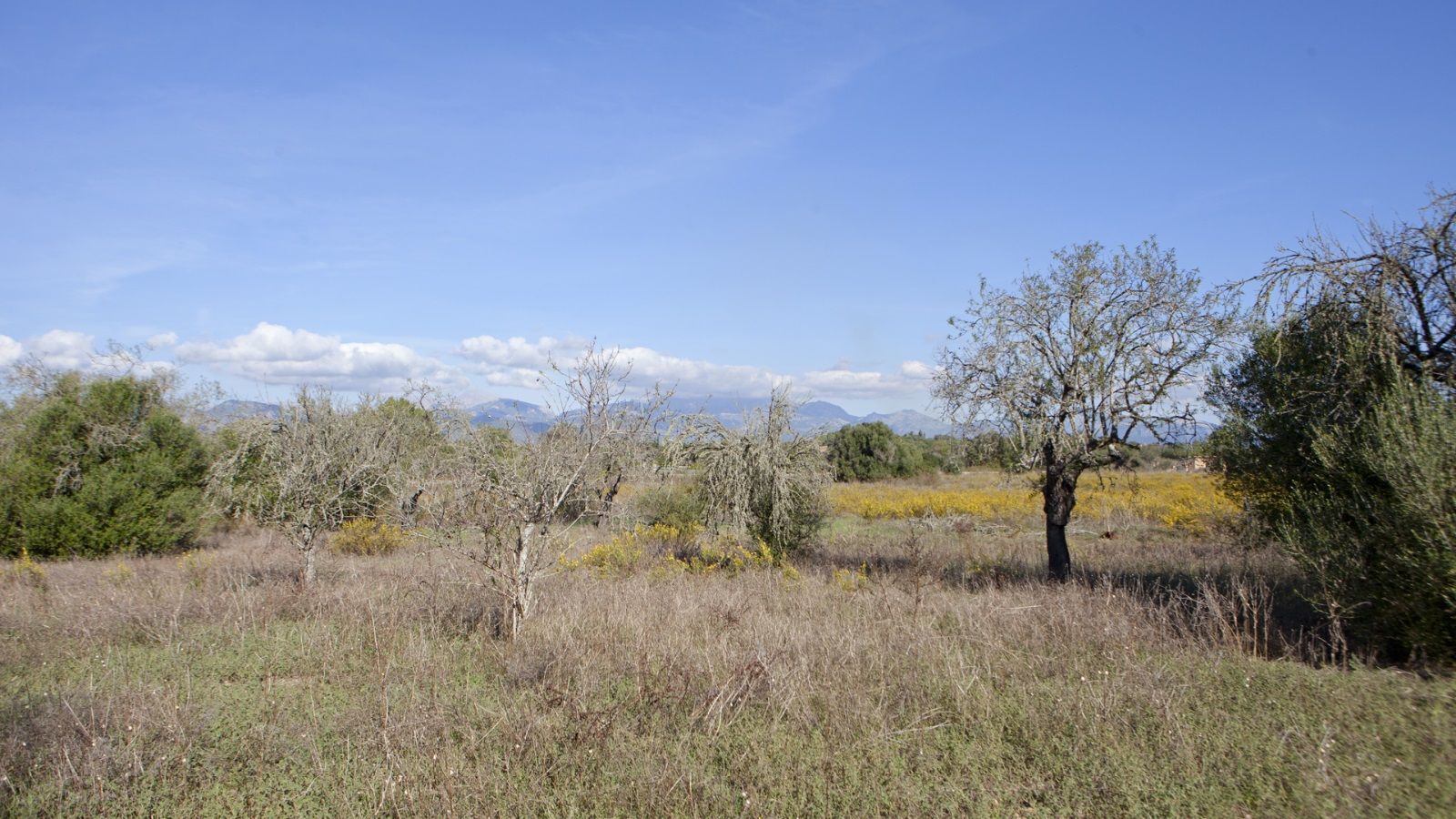 Terreno en Sencelles de 28.000 m2 con licencia de obra y vistas a la Tramuntana