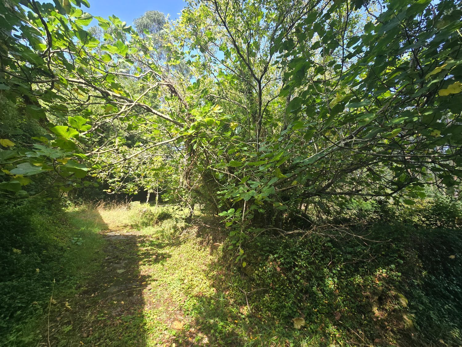 Propiedad en venta en Lugo, Viveiro