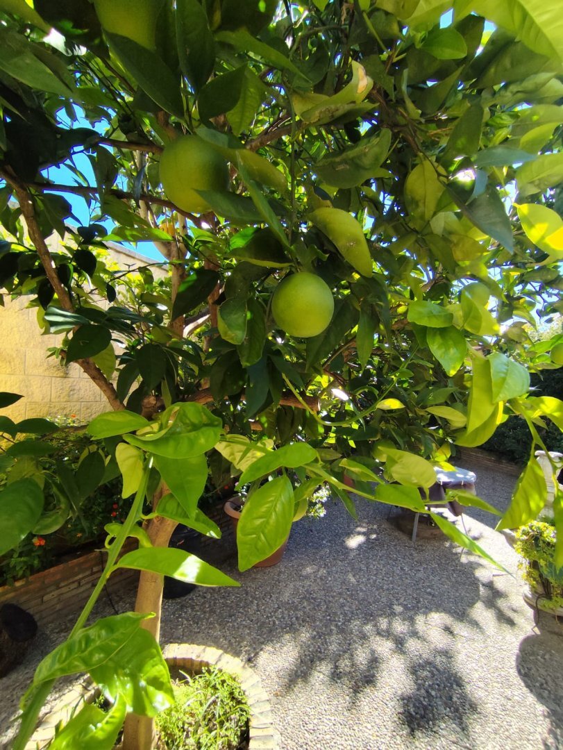 Casas o chalets-Venta-La Hinojosa-2241767-Foto-45