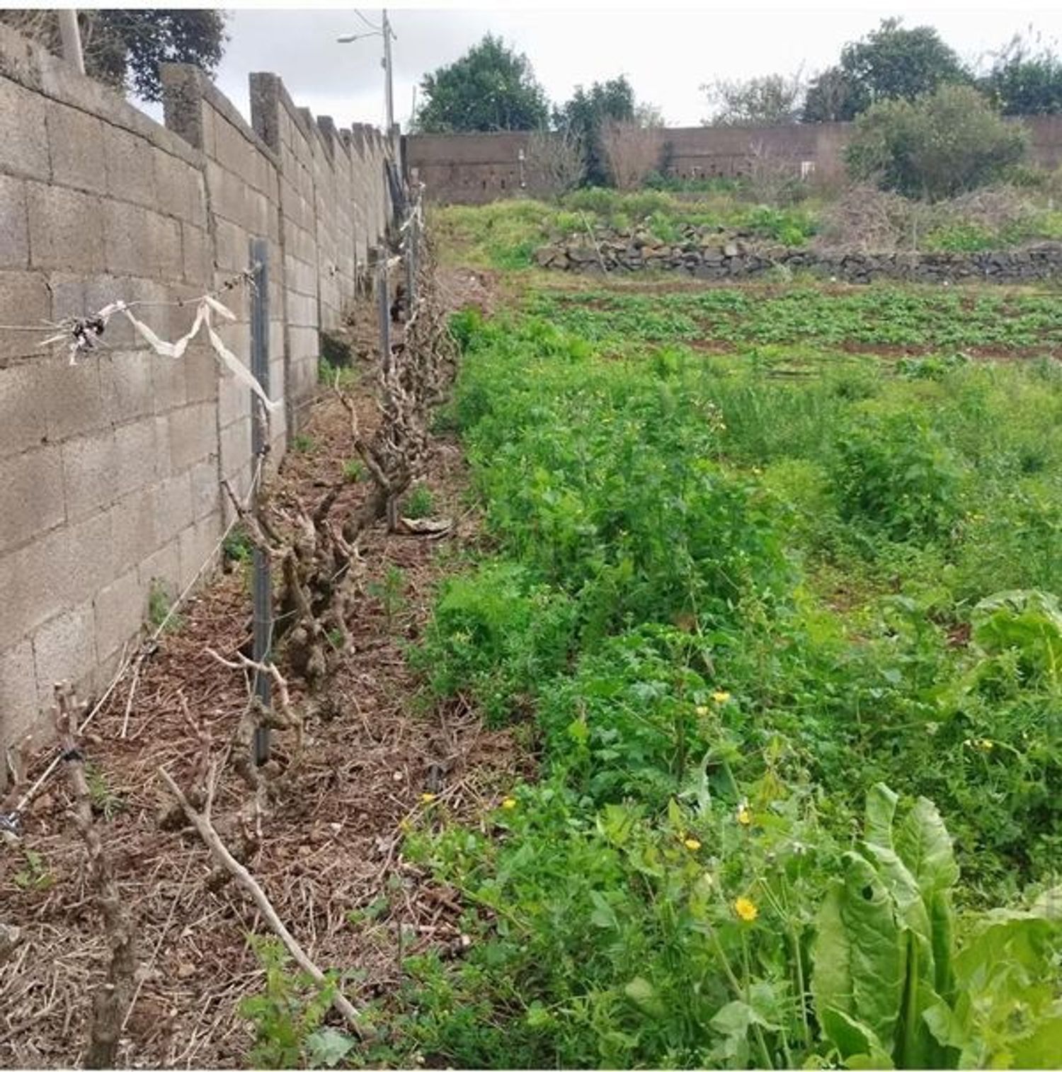 Fincas y solares-Venta-San CristÃ³bal de La Laguna-1993562-Foto-13