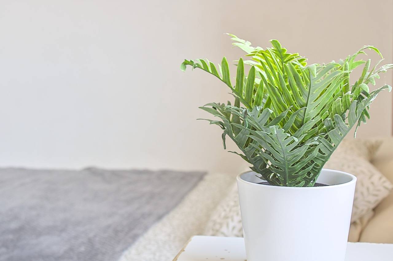 Casas o chalets-Venta-Teror-1993993-Foto-37