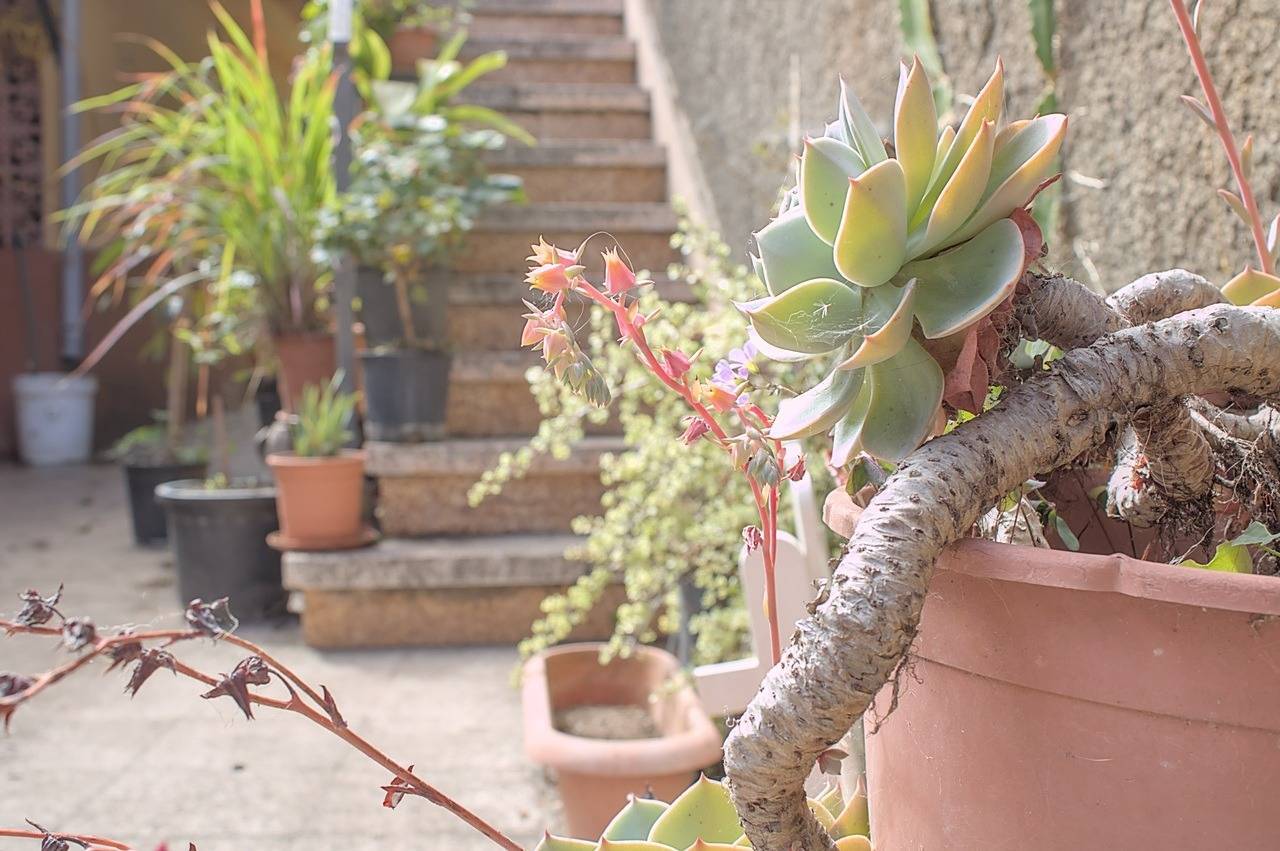 Casas o chalets-Venta-Teror-1993993-Foto-91