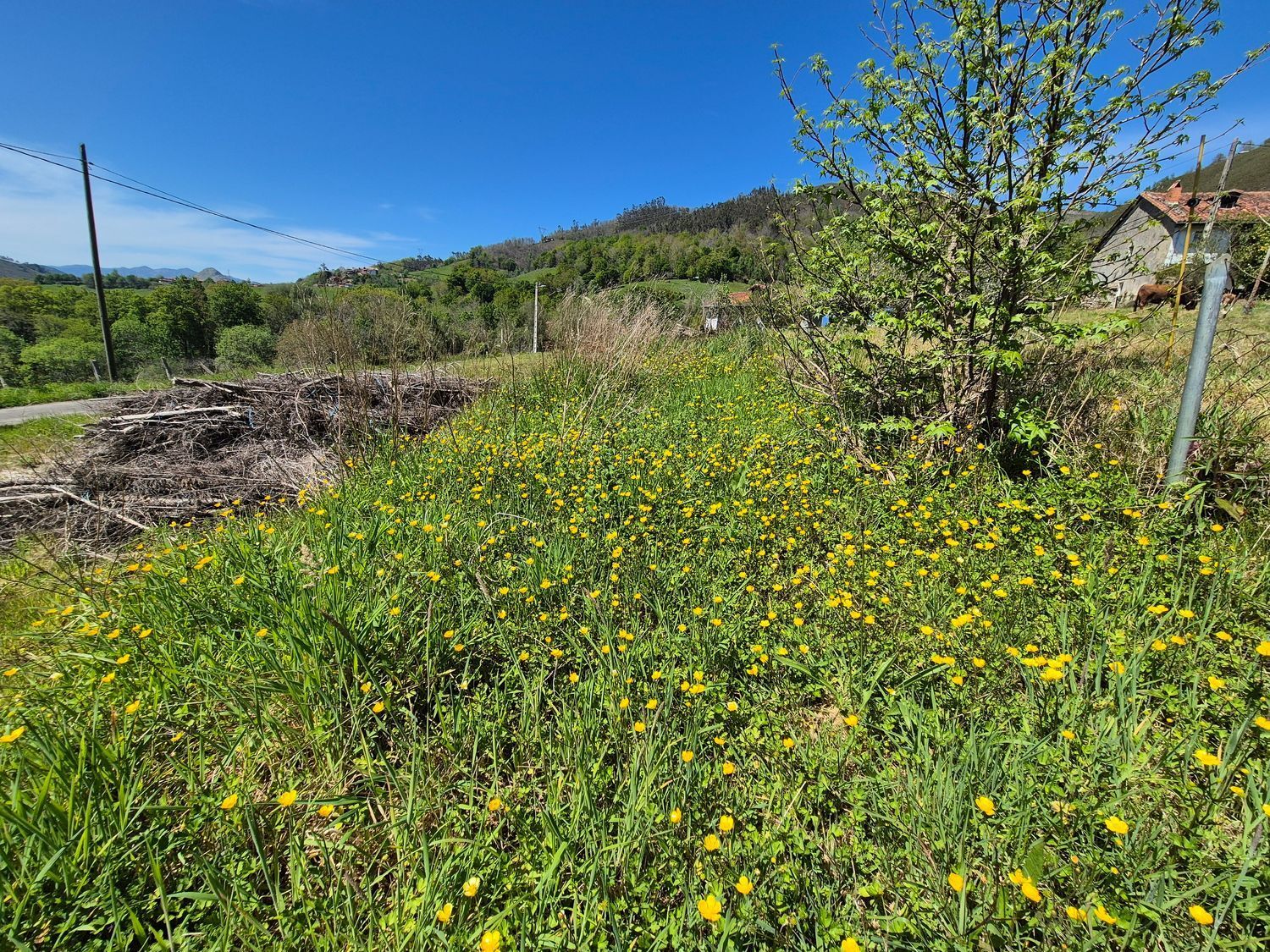 Fincas y solares-Venta-Cangas de OnÃ­s-1745085-Foto-8