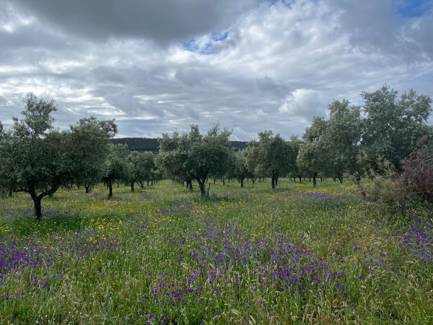 Fincas y solares-Venta-ChillÃ³n-1507555-Foto-11