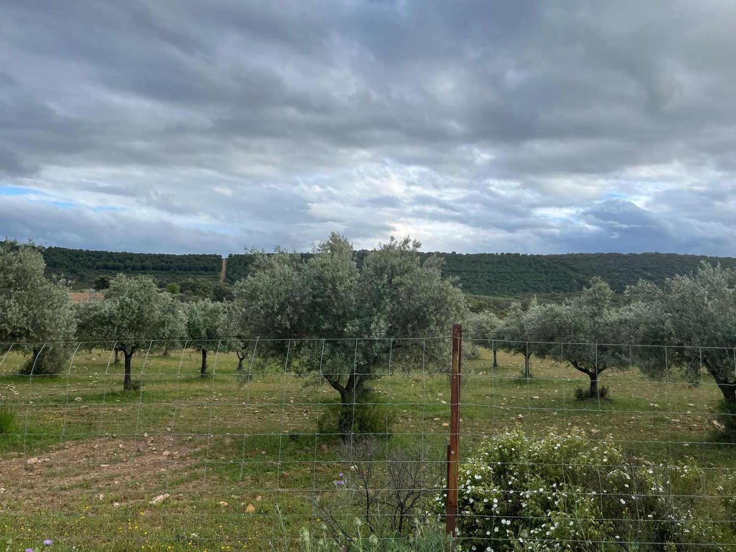 Fincas y solares-Venta-ChillÃ³n-1507555-Foto-8