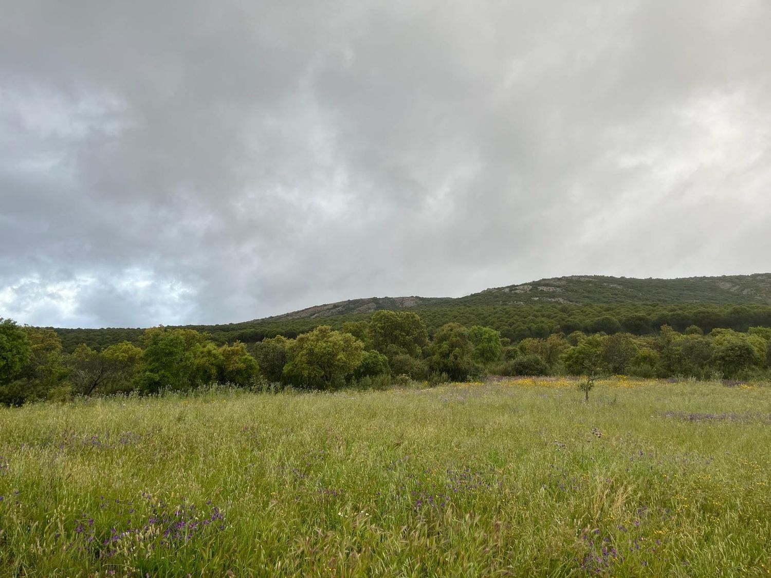 Fincas y solares-Venta-ChillÃ³n-1507555-Foto-12