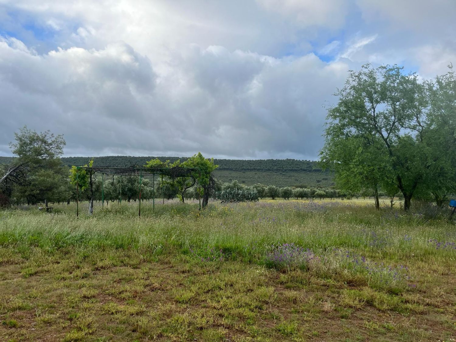 Fincas y solares-Venta-ChillÃ³n-1507555-Foto-13