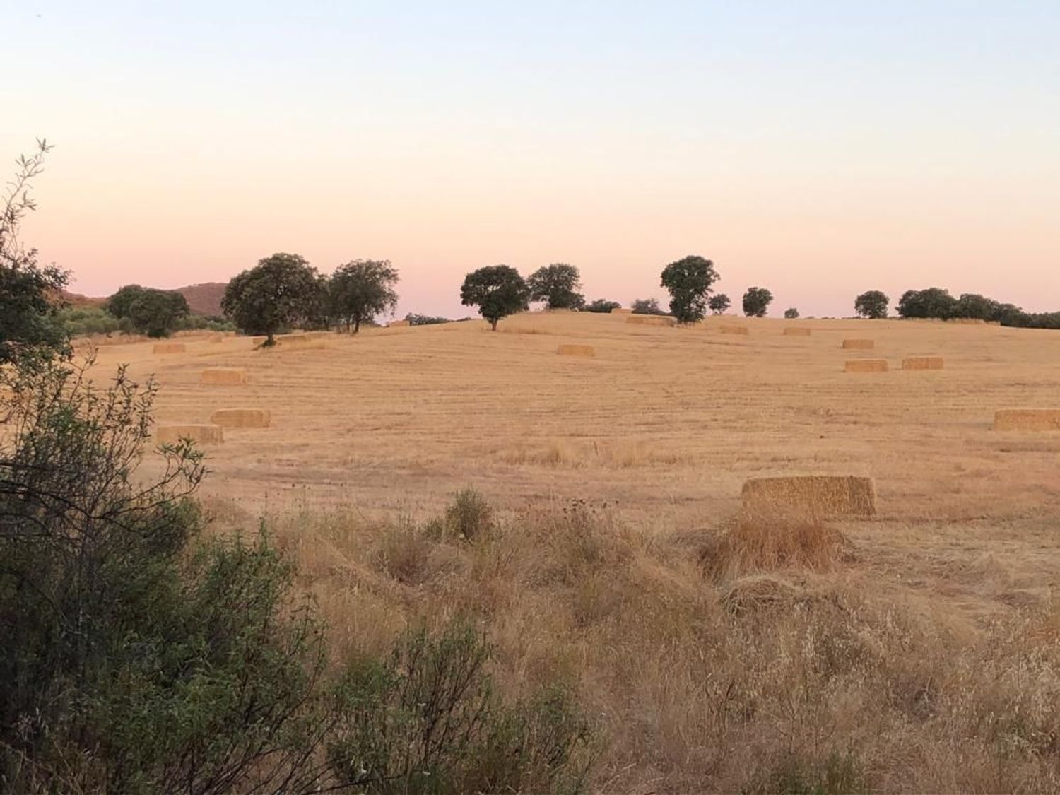 Fincas y solares-Venta-ChillÃ³n-1507555-Foto-18