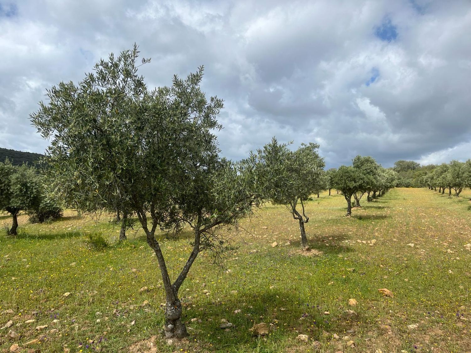 Fincas y solares-Venta-ChillÃ³n-1507555-Foto-31