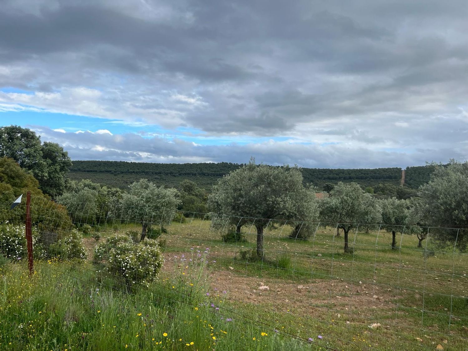 Fincas y solares-Venta-ChillÃ³n-1507555-Foto-33