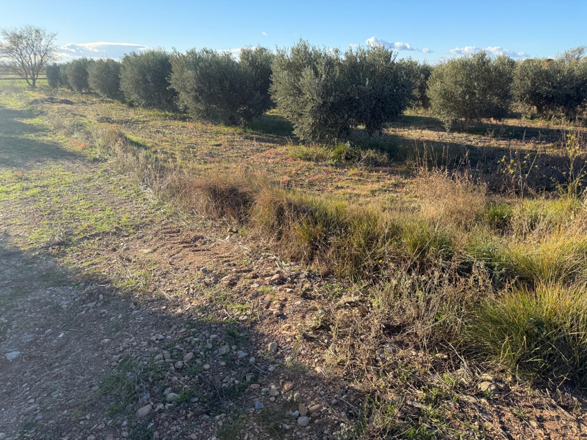 Fincas y solares-Venta-Villamayor de GÃ¡llego-1995168-Foto-5