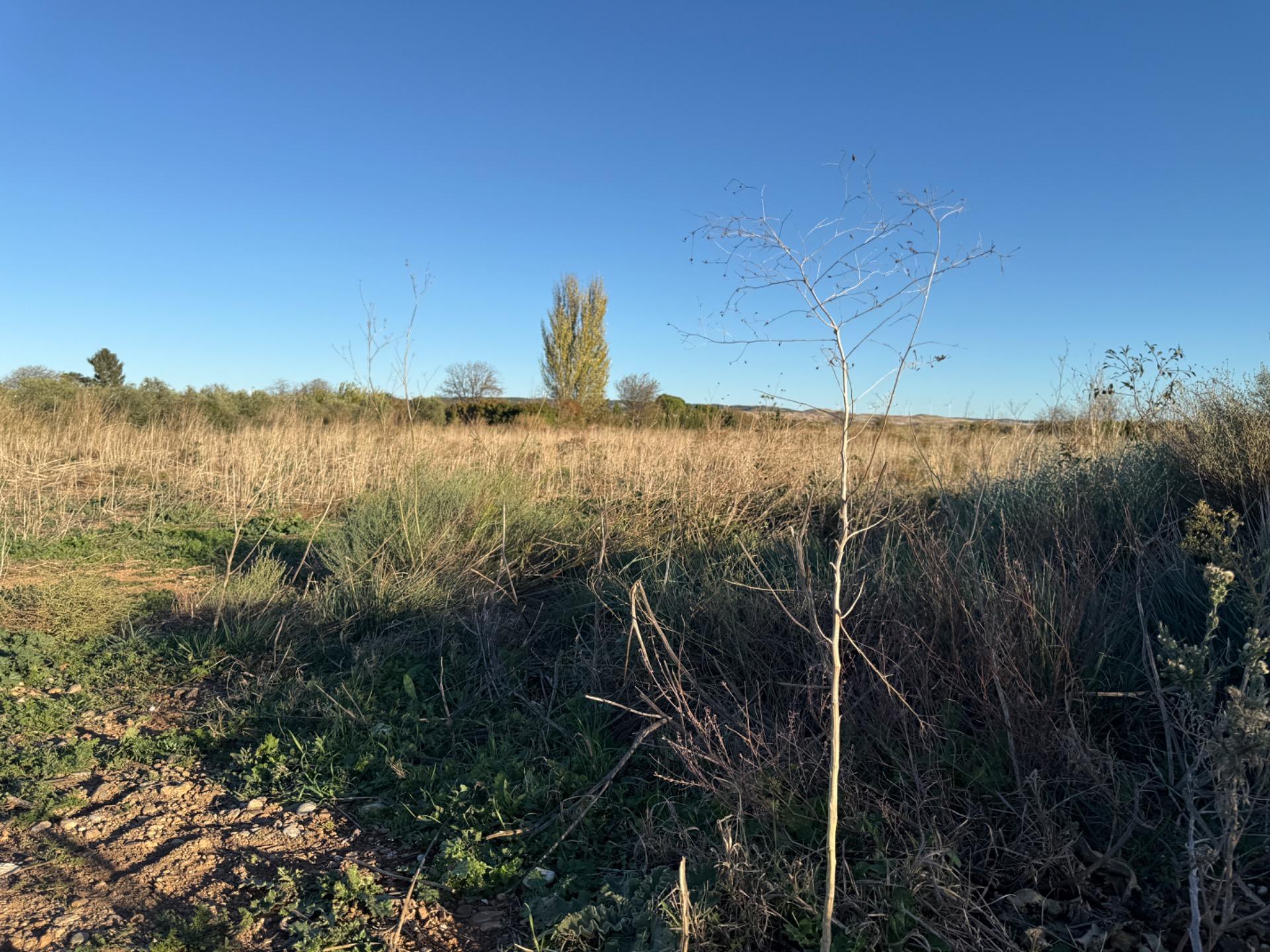 Fincas y solares-Venta-Villamayor de GÃ¡llego-1995168-Foto-6