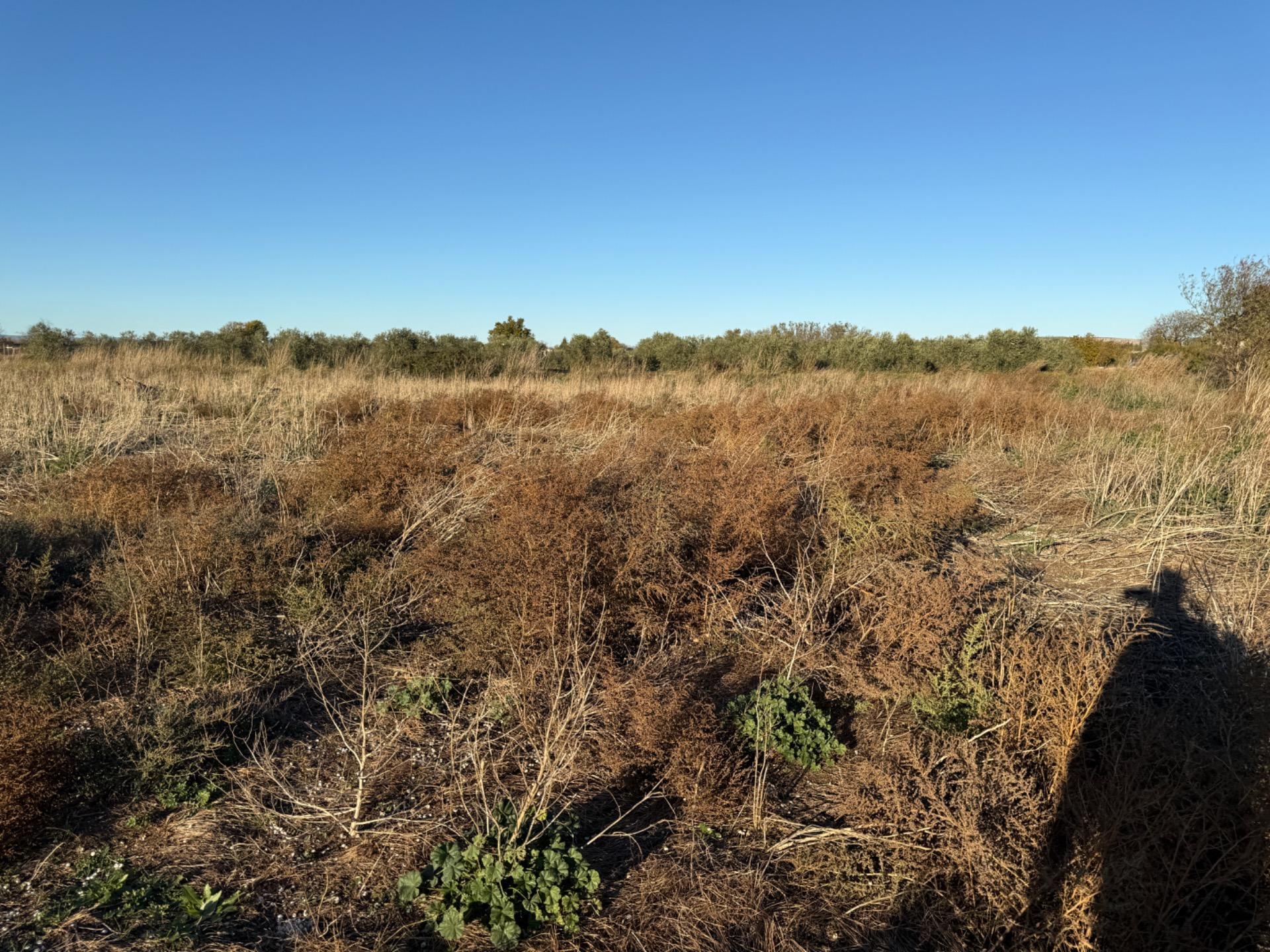 Fincas y solares-Venta-Villamayor de GÃ¡llego-1995168-Foto-11