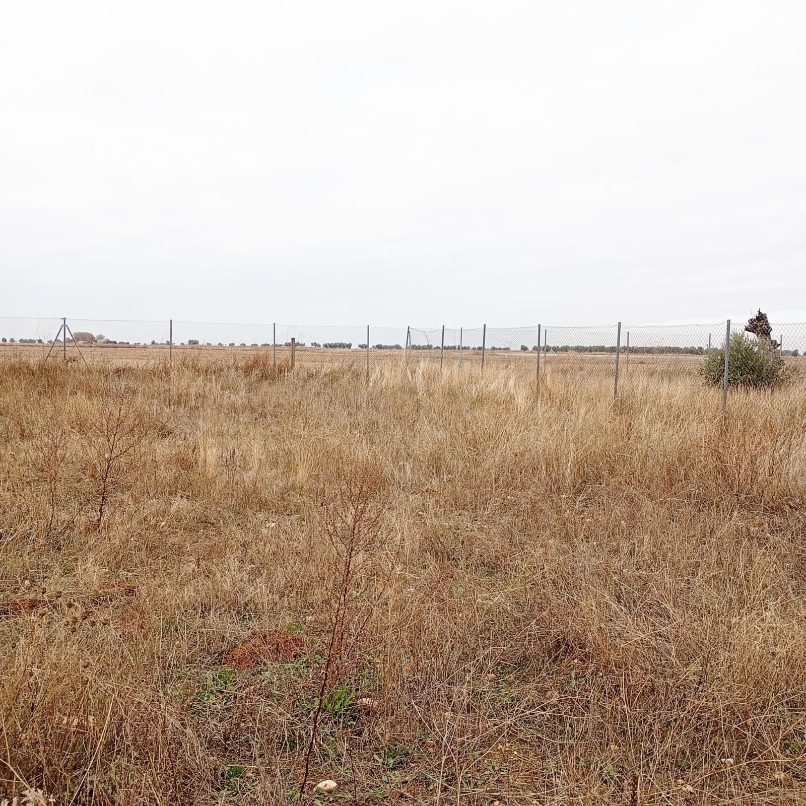 Fincas y solares-Venta-Yepes-1995255-Foto-17