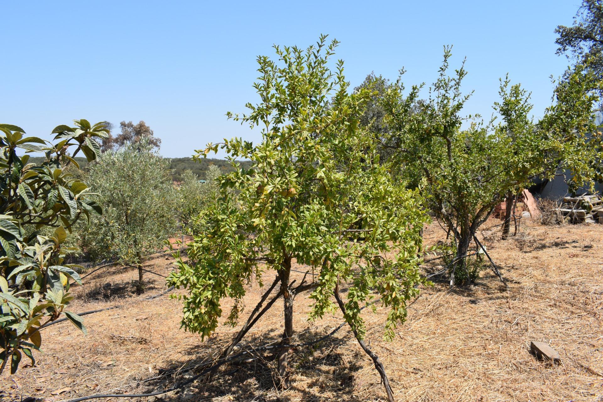 Pisos-Venta-San BartolomÃ© de la Torre-1866787-Foto-36