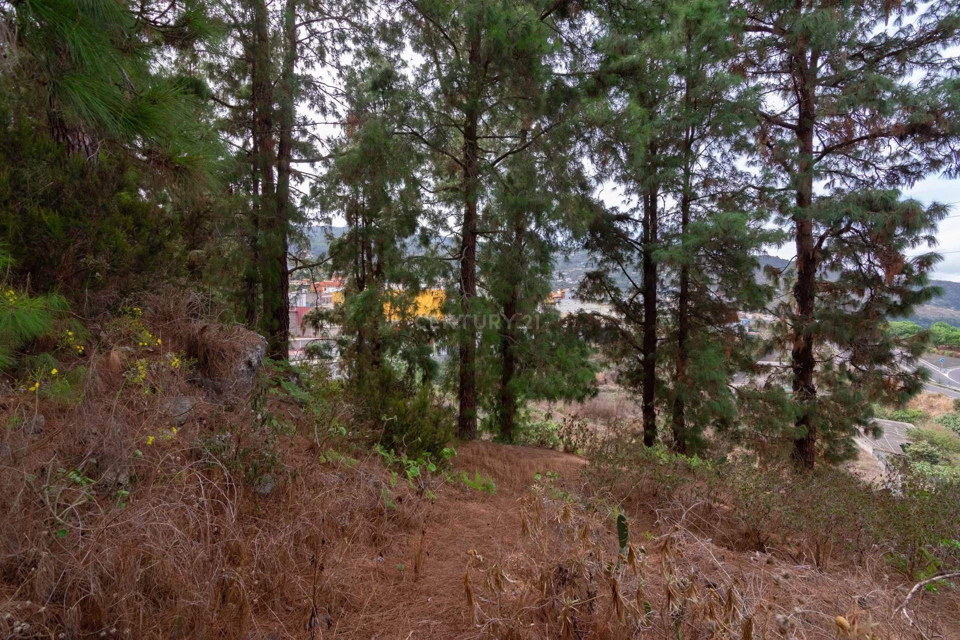 Fincas y solares-Venta-Icod de los Vinos-1713161-Foto-8