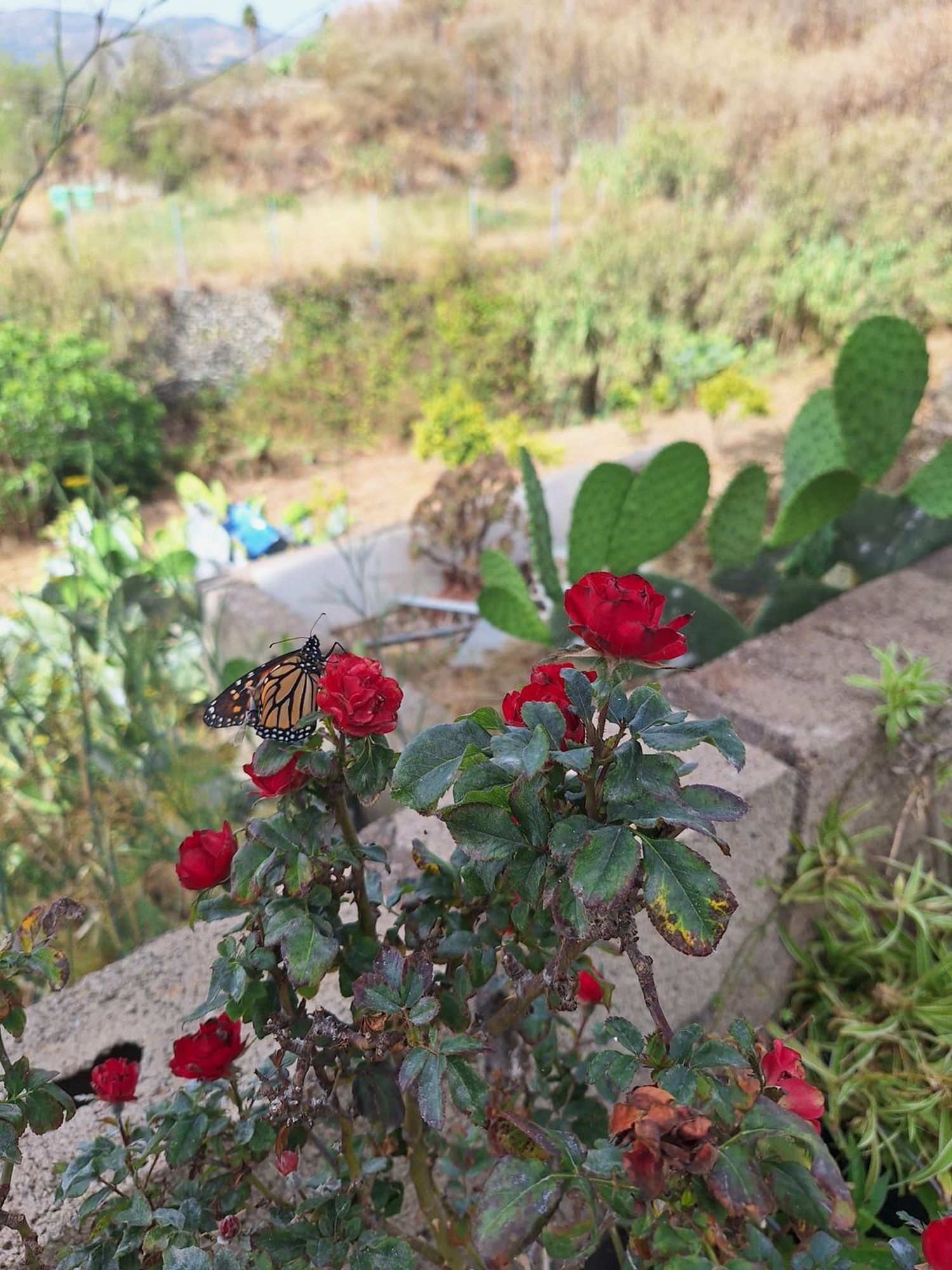 Villa in Santa Brigida