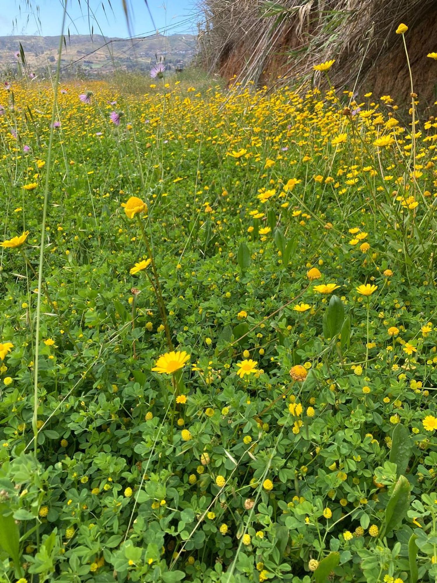 Villa in Santa Brigida