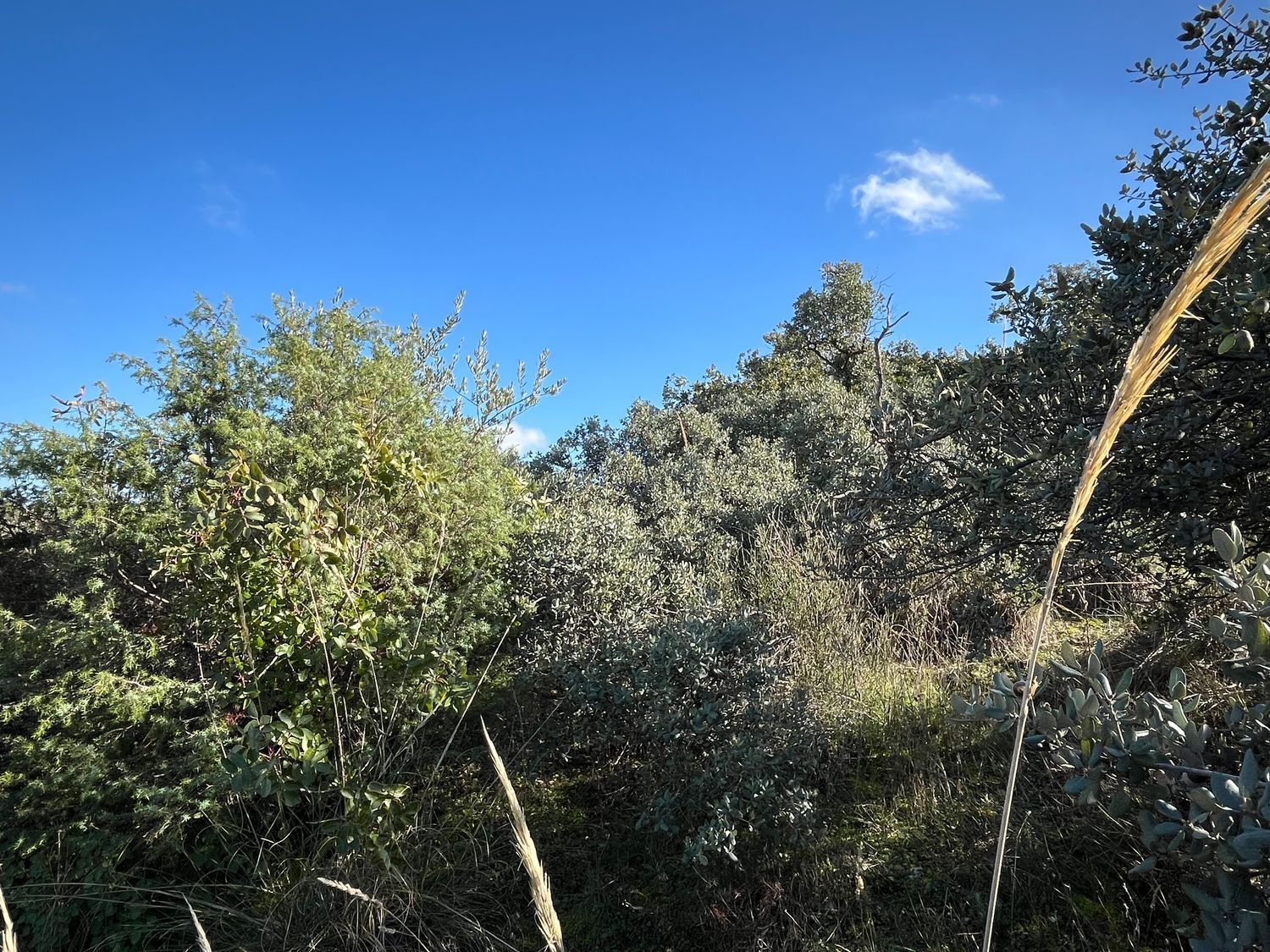 Fincas y solares-Venta-Toledo-1476741-Foto-8