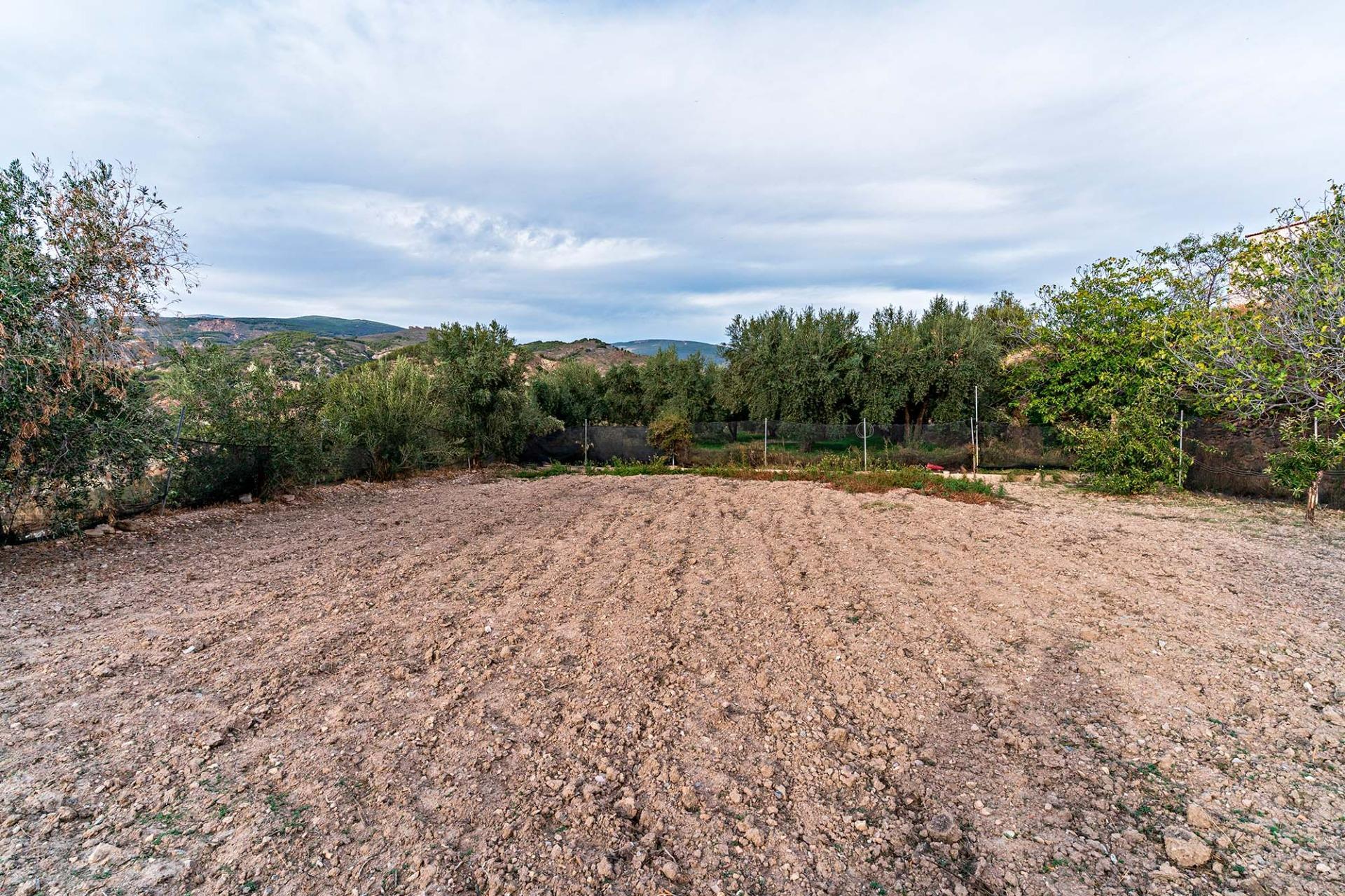 Fincas y solares-Venta-Alcolea-2009081-Foto-5