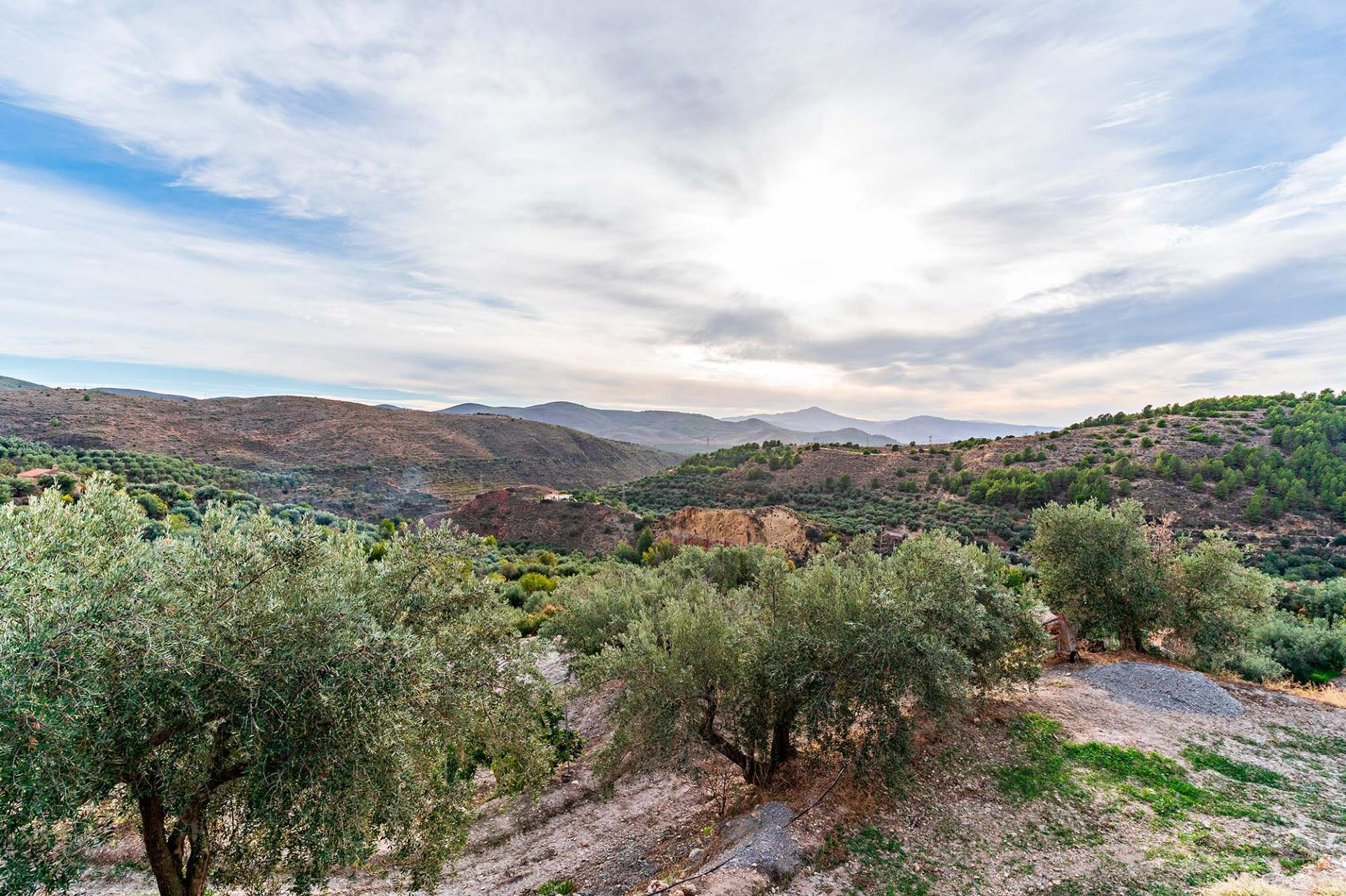 Fincas y solares-Venta-Alcolea-2009081-Foto-3