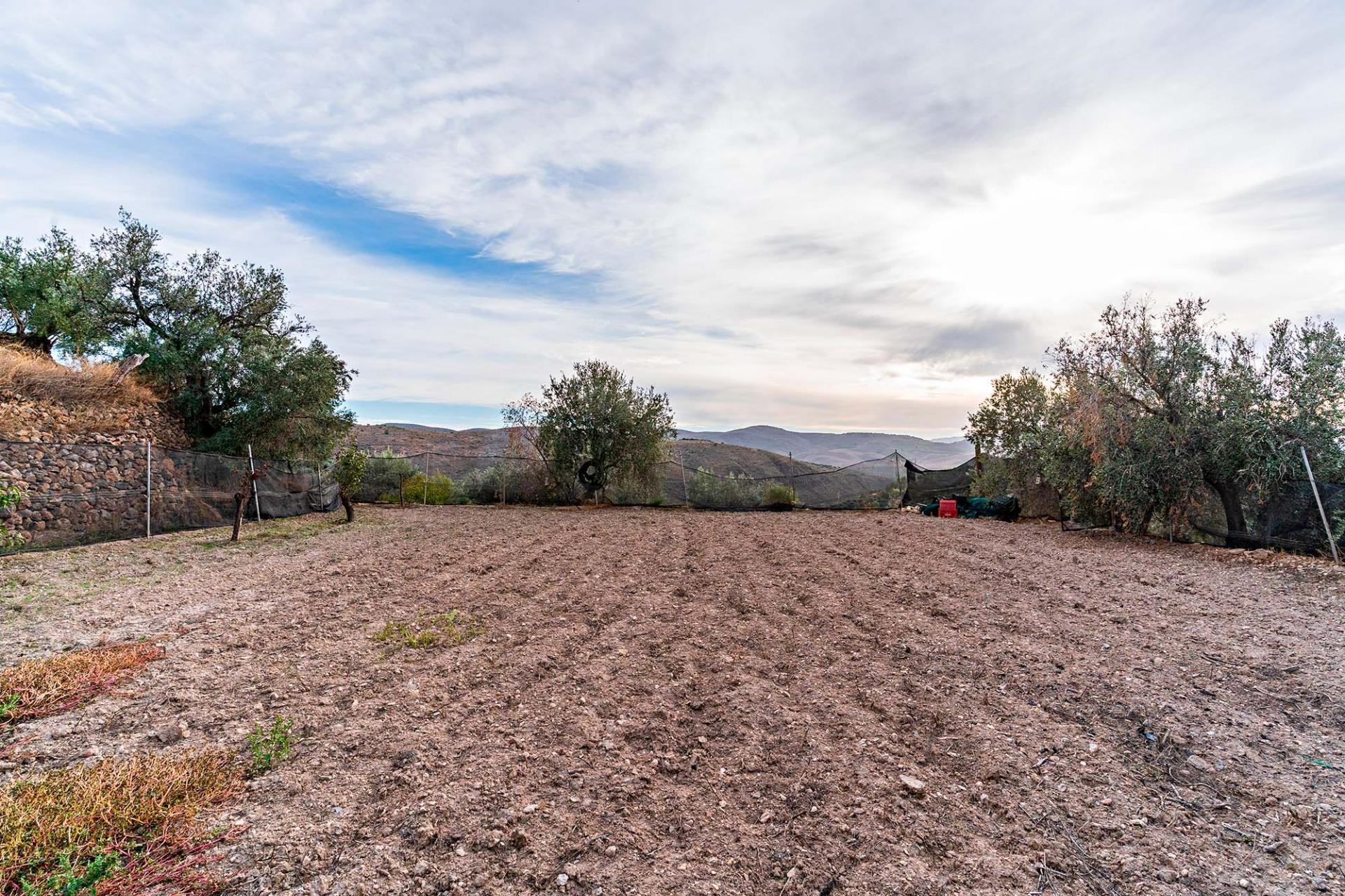 Fincas y solares-Venta-Alcolea-2009081-Foto-4