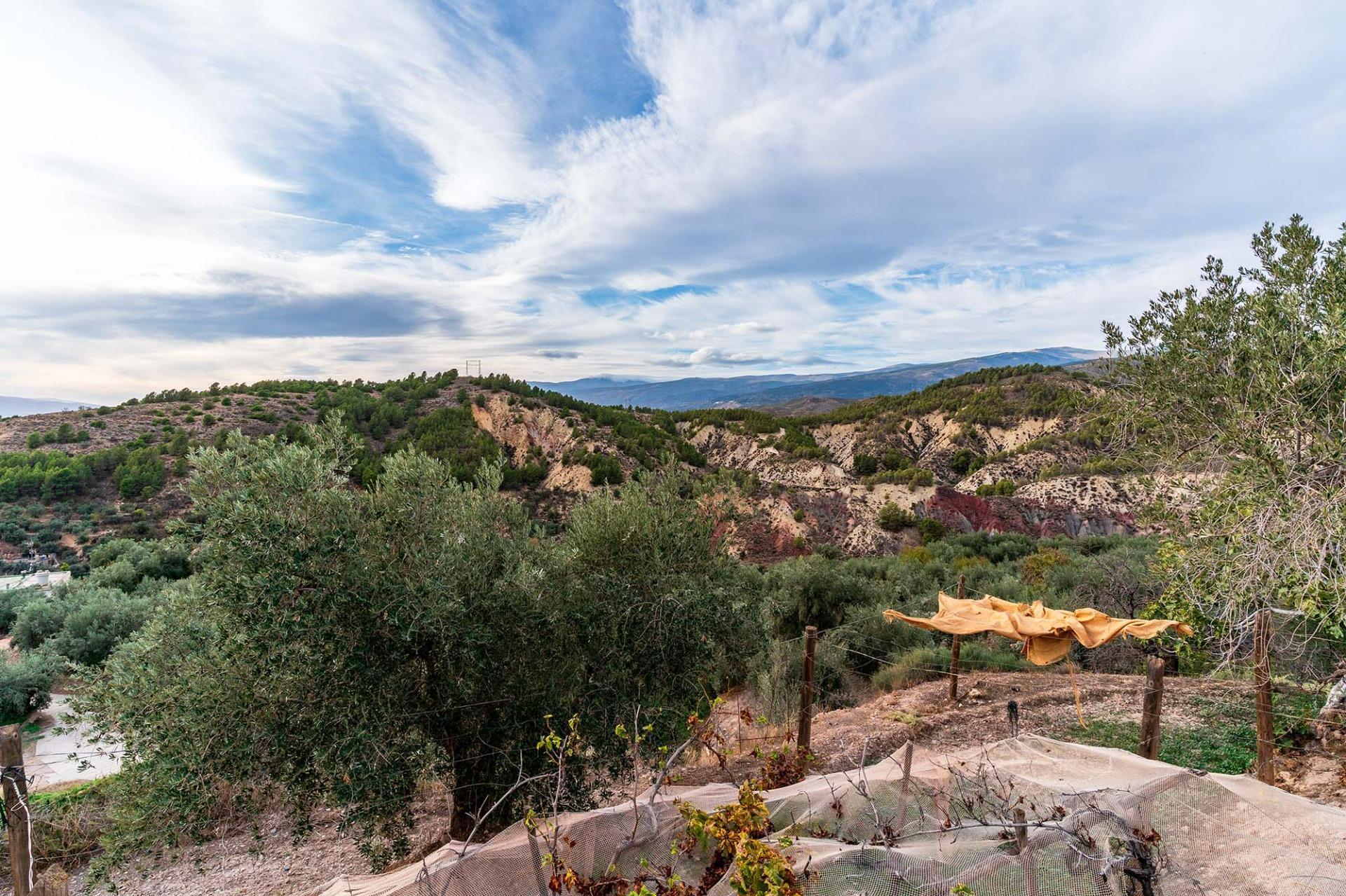 Fincas y solares-Venta-Alcolea-2009081-Foto-6