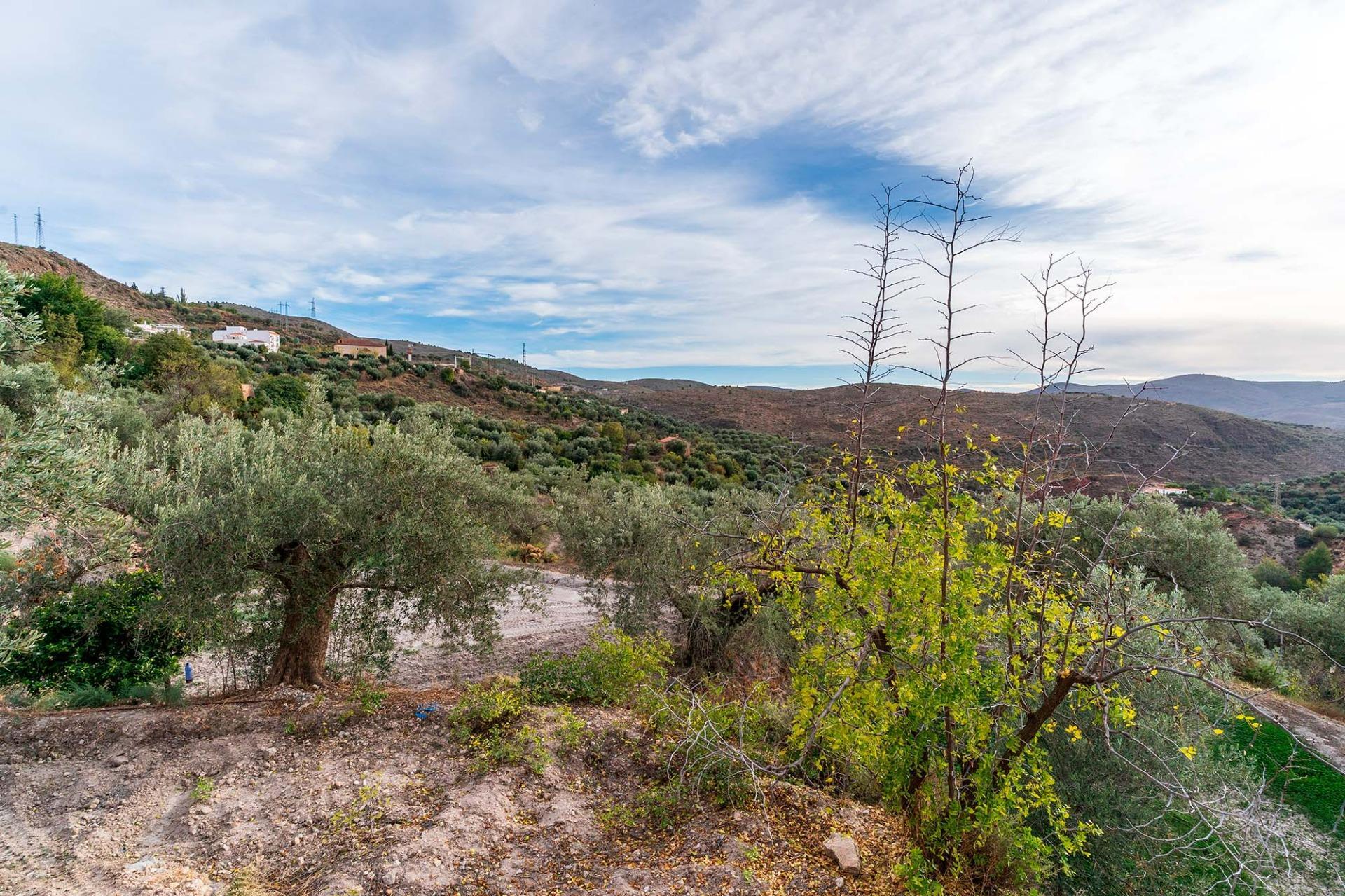 Fincas y solares-Venta-Alcolea-2009081-Foto-14