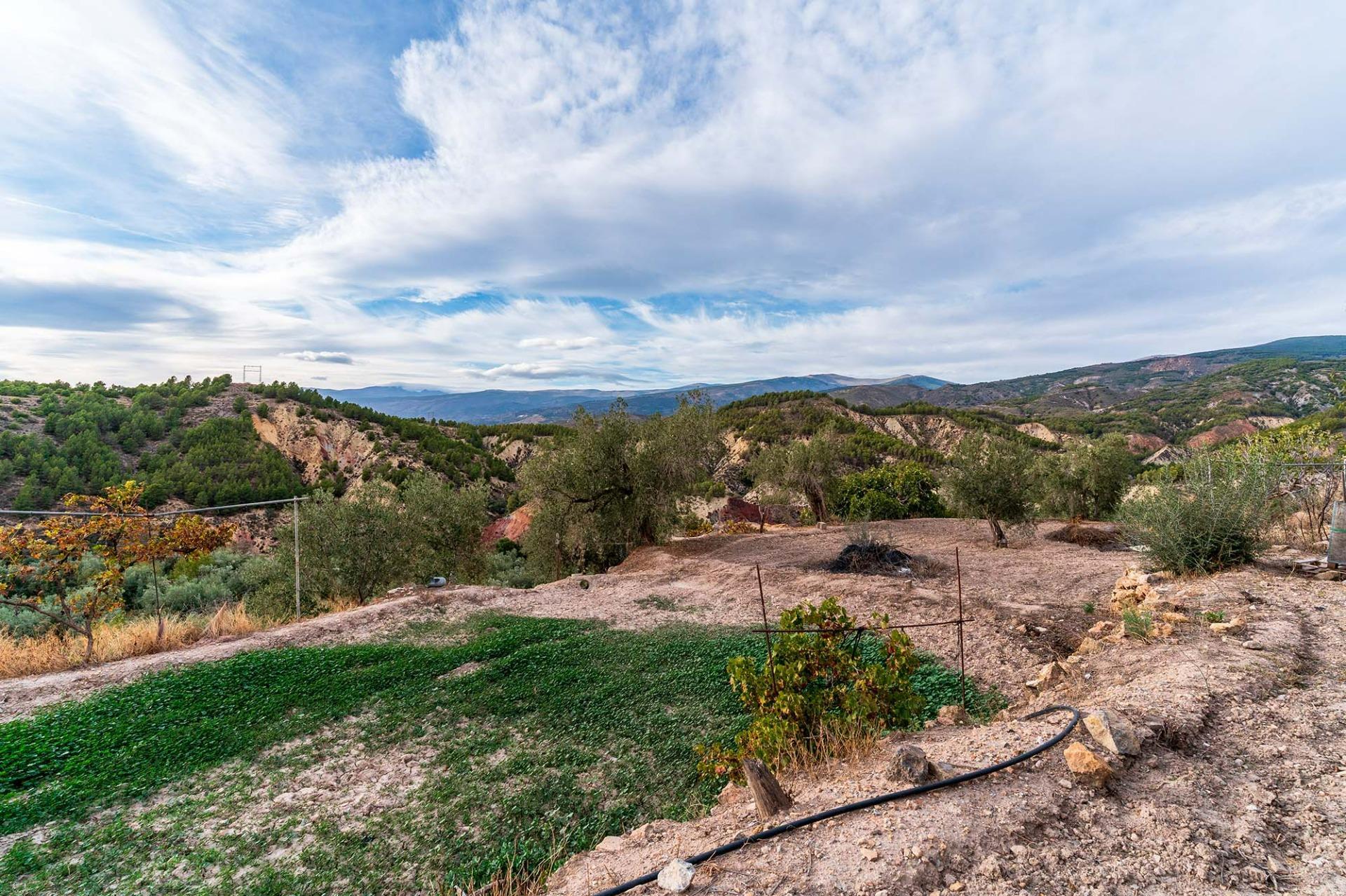 Fincas y solares-Venta-Alcolea-2009081-Foto-11