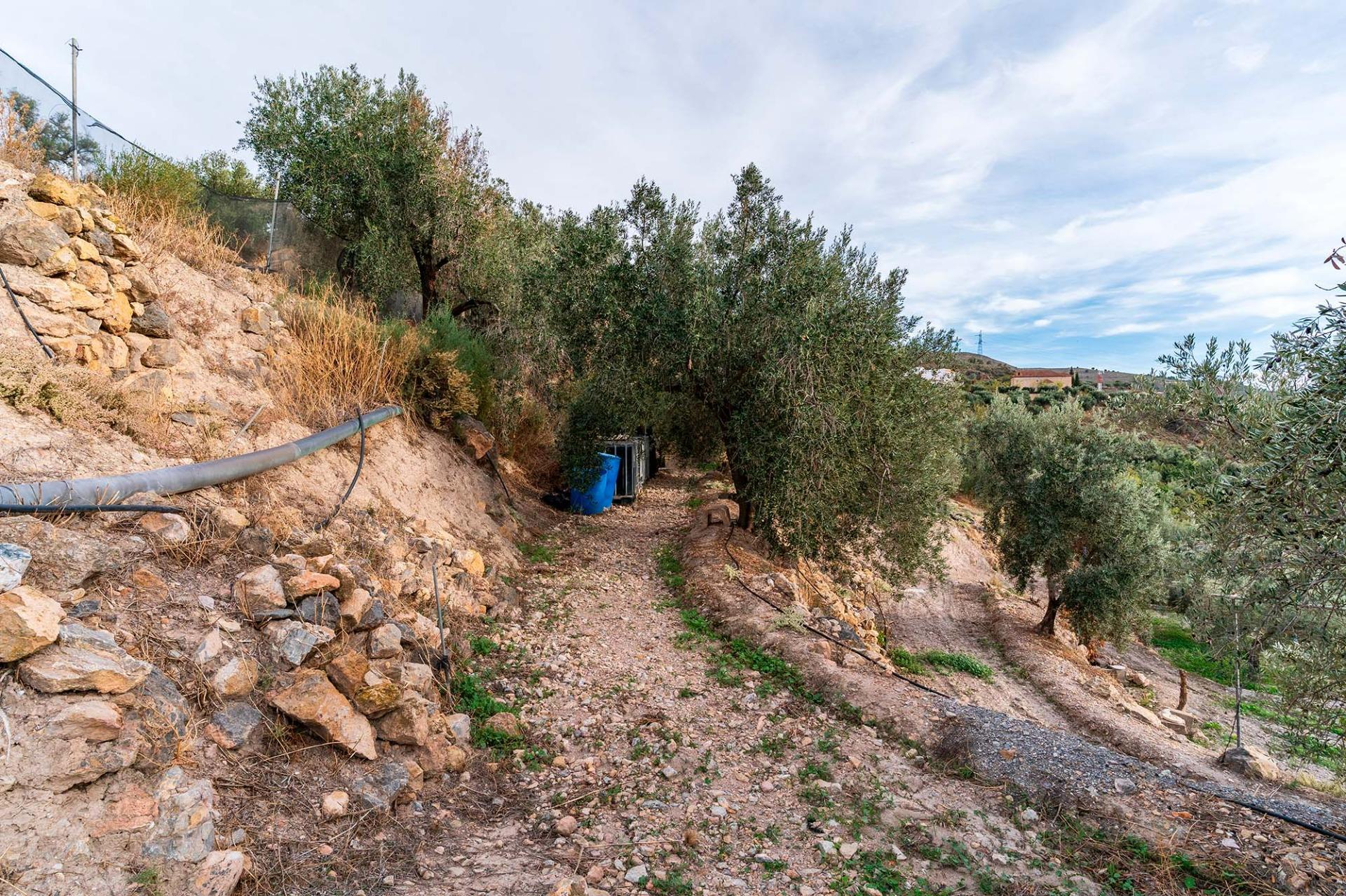 Fincas y solares-Venta-Alcolea-2009081-Foto-13