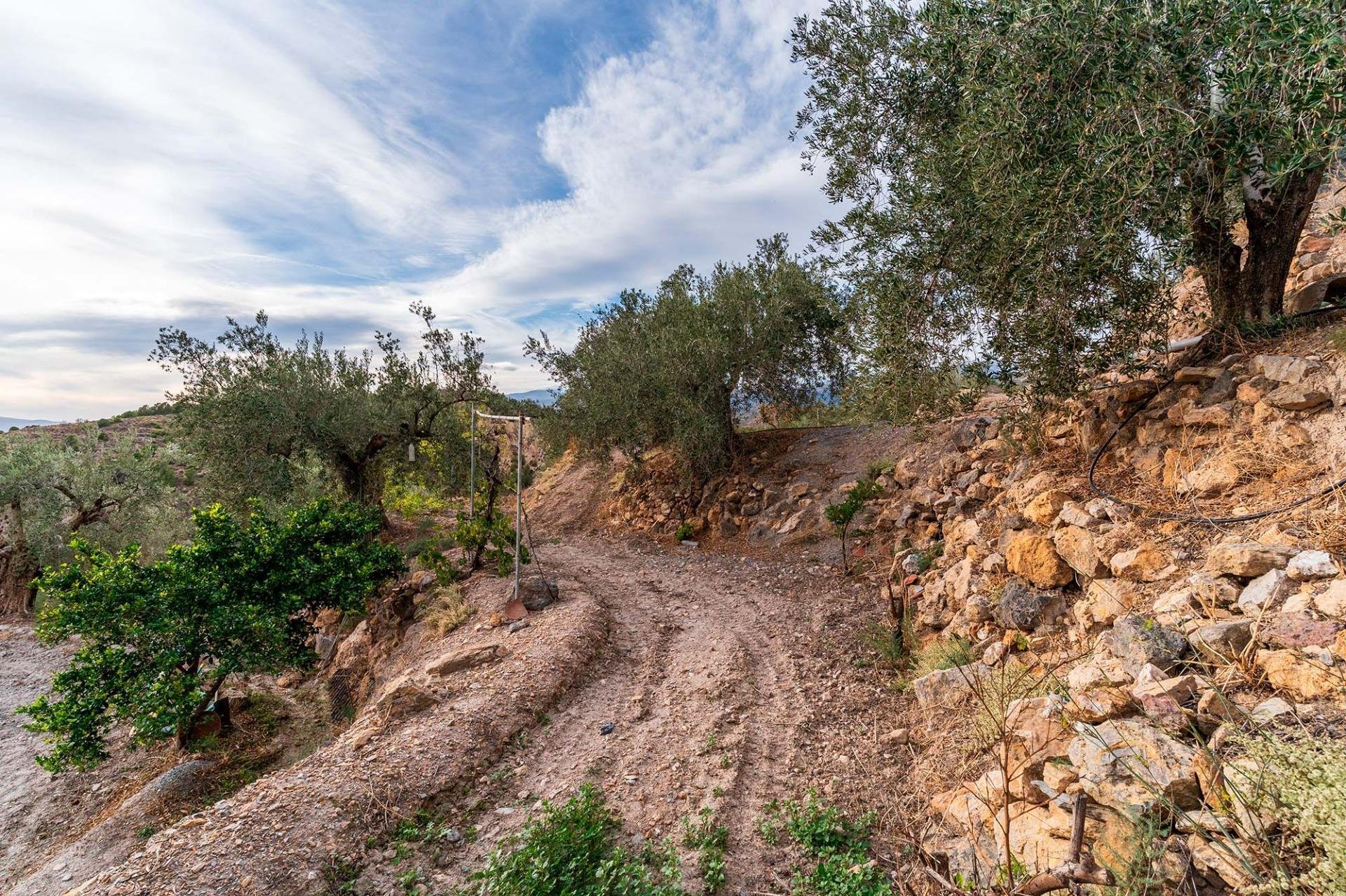 Fincas y solares-Venta-Alcolea-2009081-Foto-17