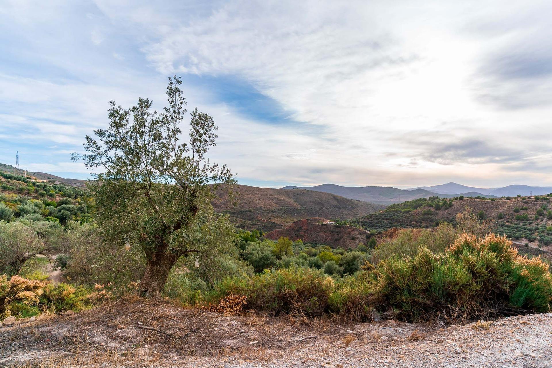 Fincas y solares-Venta-Alcolea-2009081-Foto-20