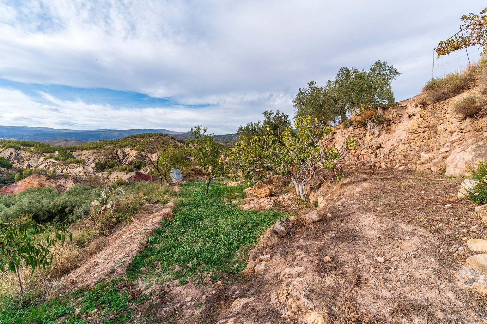 Fincas y solares-Venta-Alcolea-2009081-Foto-23