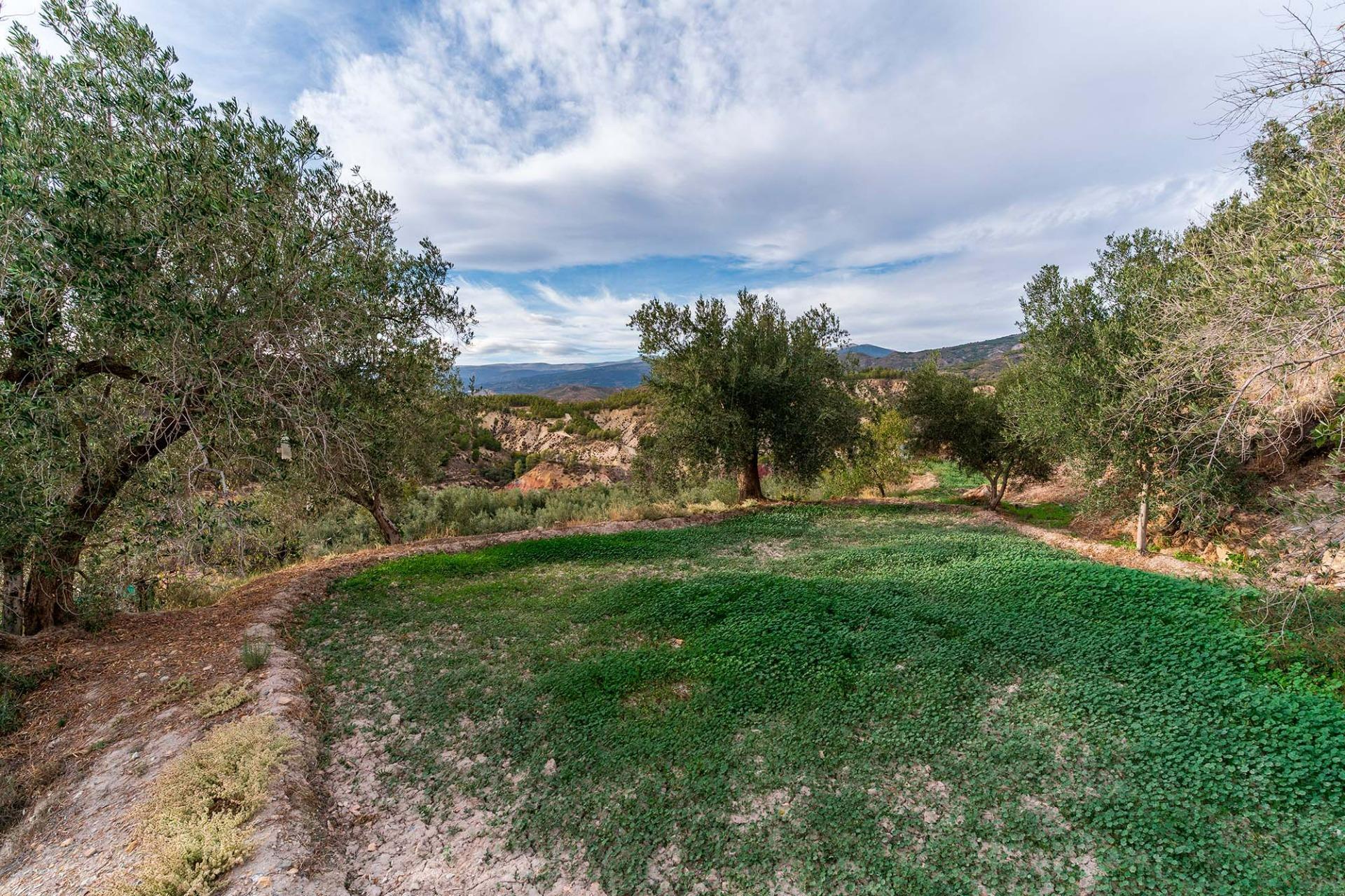 Fincas y solares-Venta-Alcolea-2009081-Foto-21
