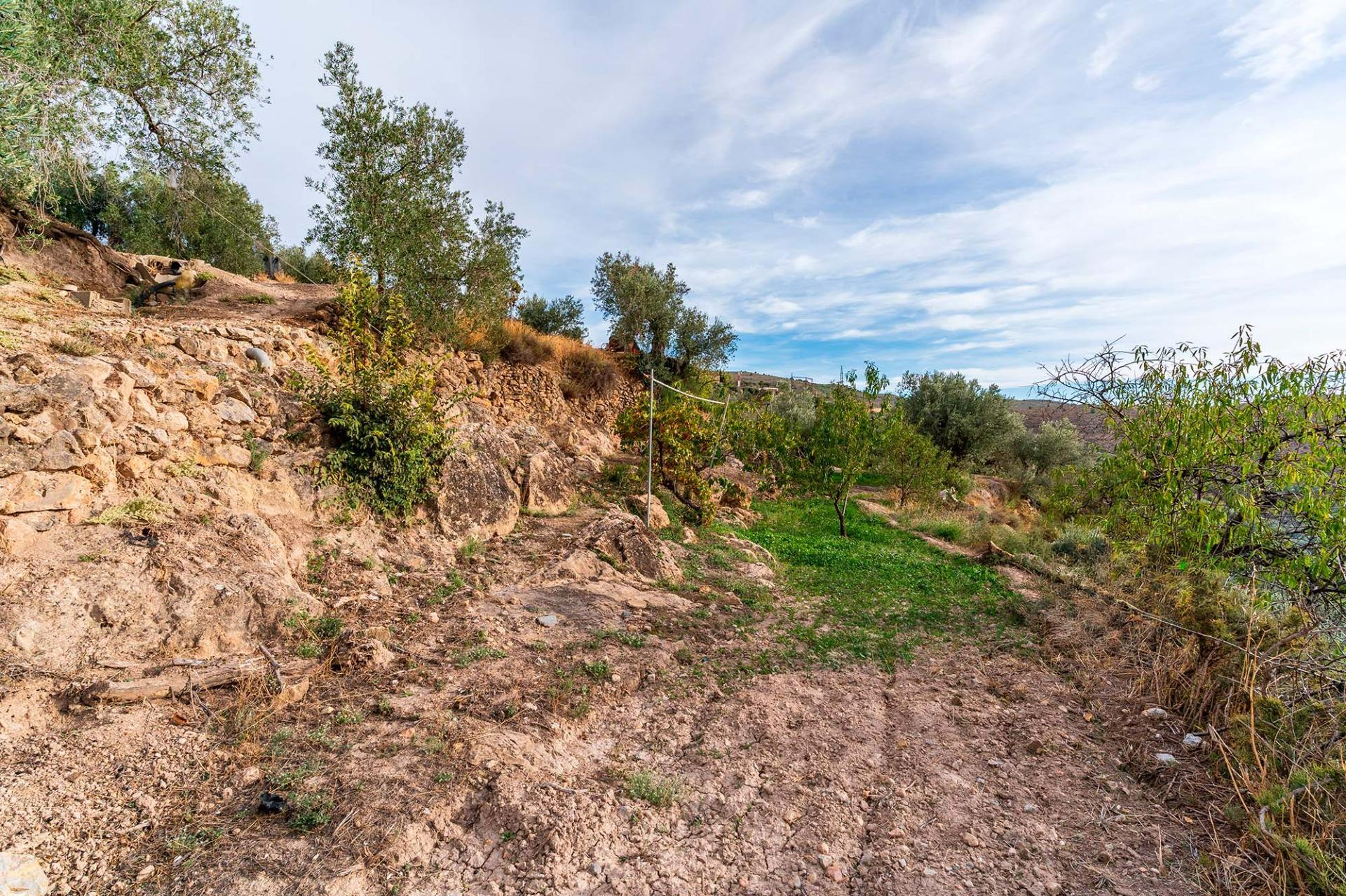 Fincas y solares-Venta-Alcolea-2009081-Foto-24