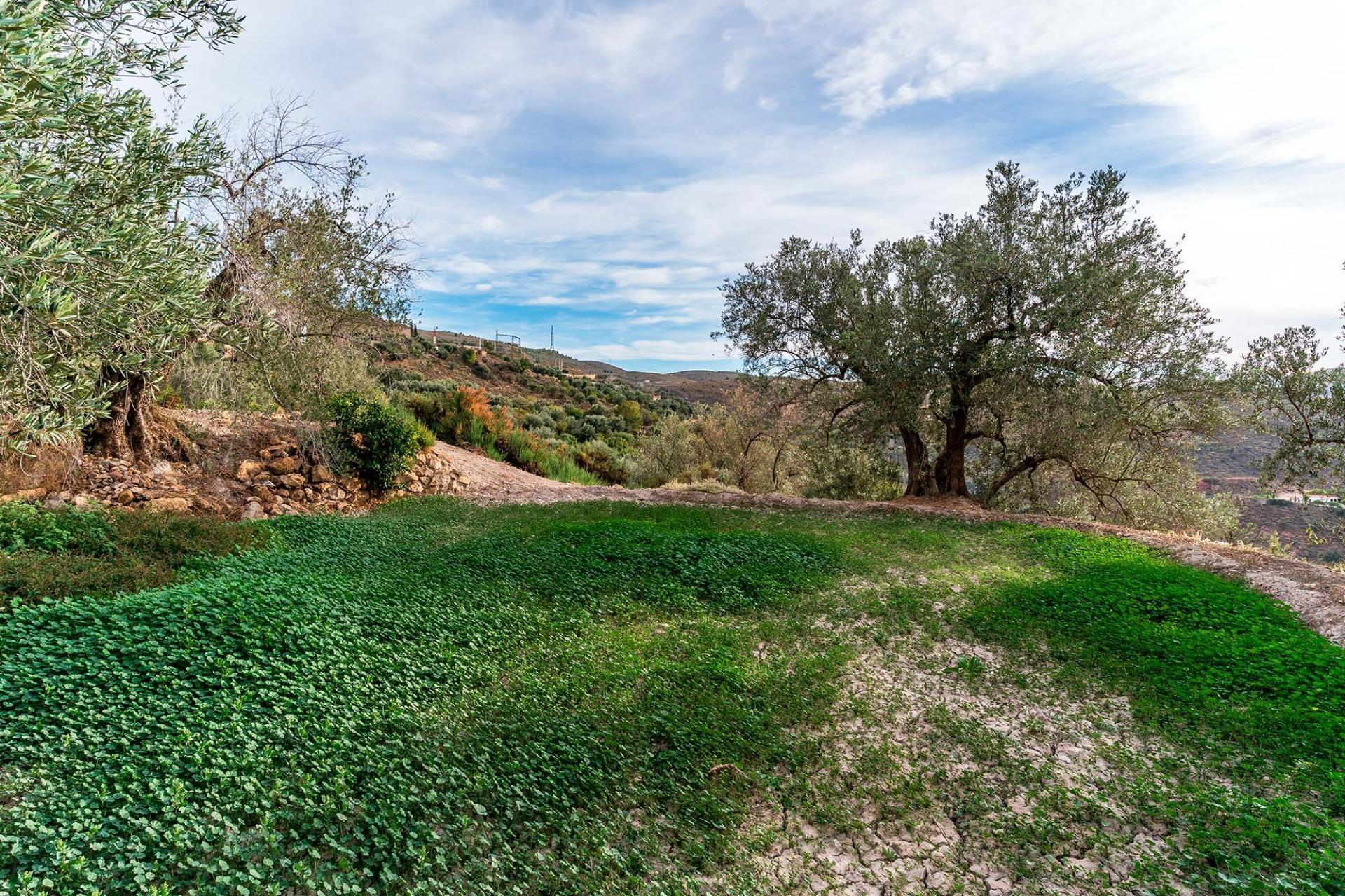 Fincas y solares-Venta-Alcolea-2009081-Foto-22